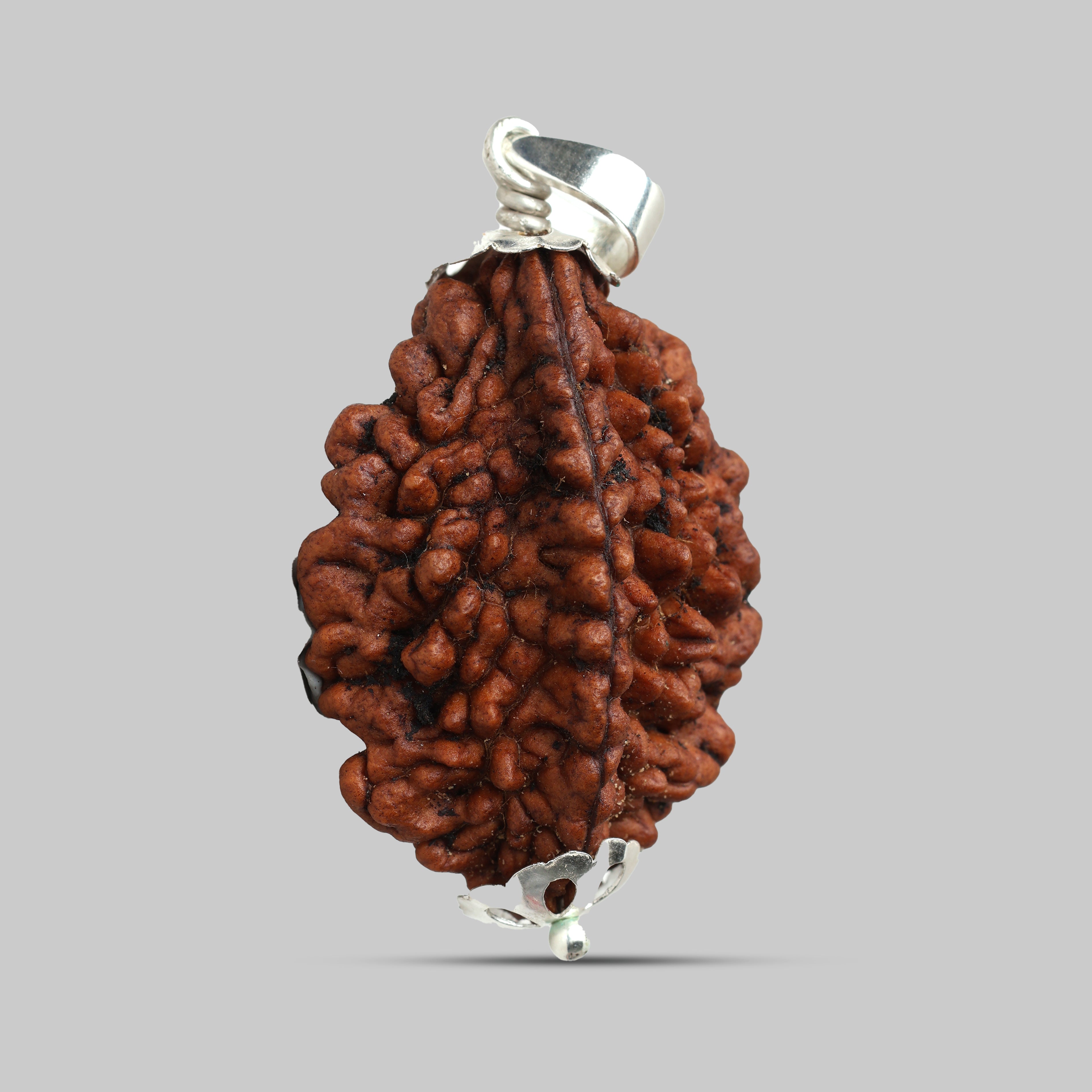 2 Mukhi Rudraksha