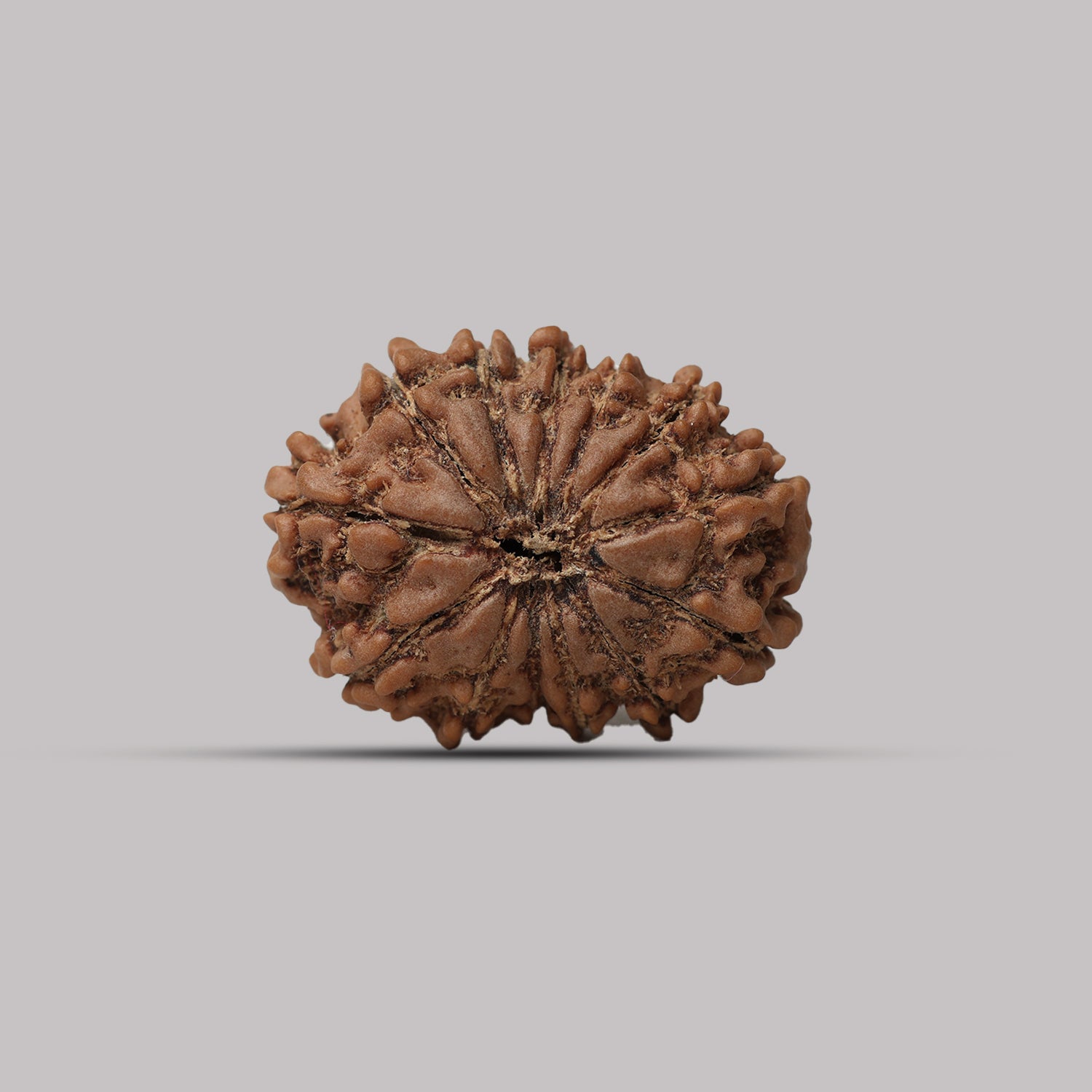 13 Mukhi Rudraksha