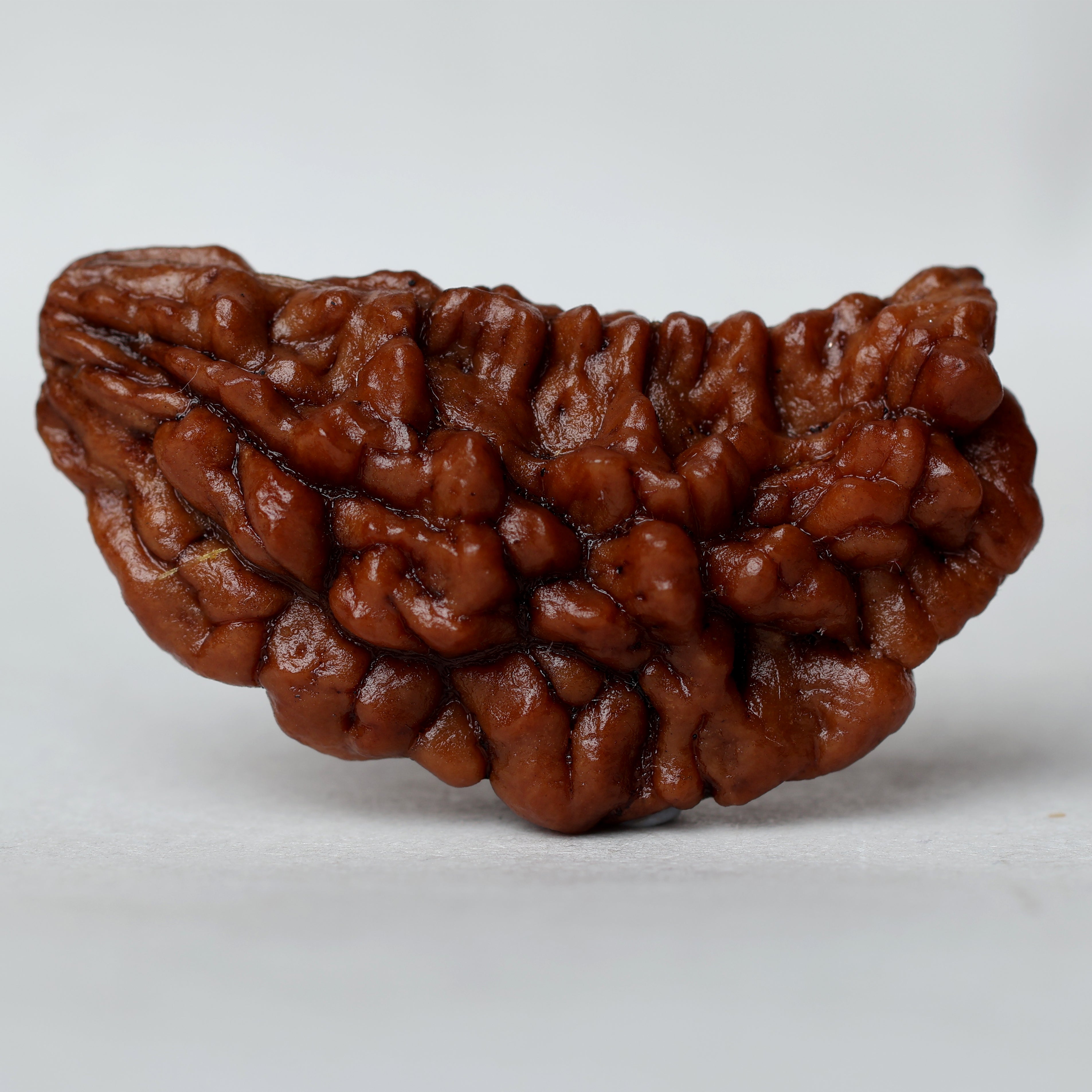 1 Mukhi Rudraksha