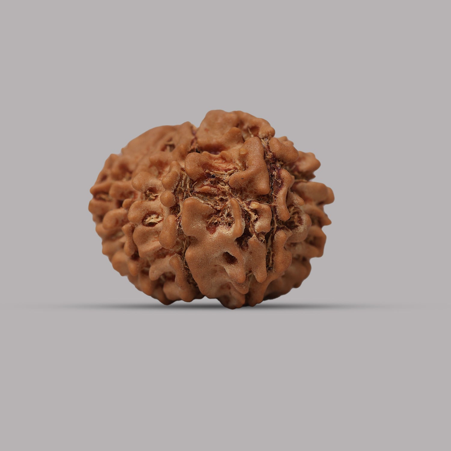 12 Mukhi Rudraksha
