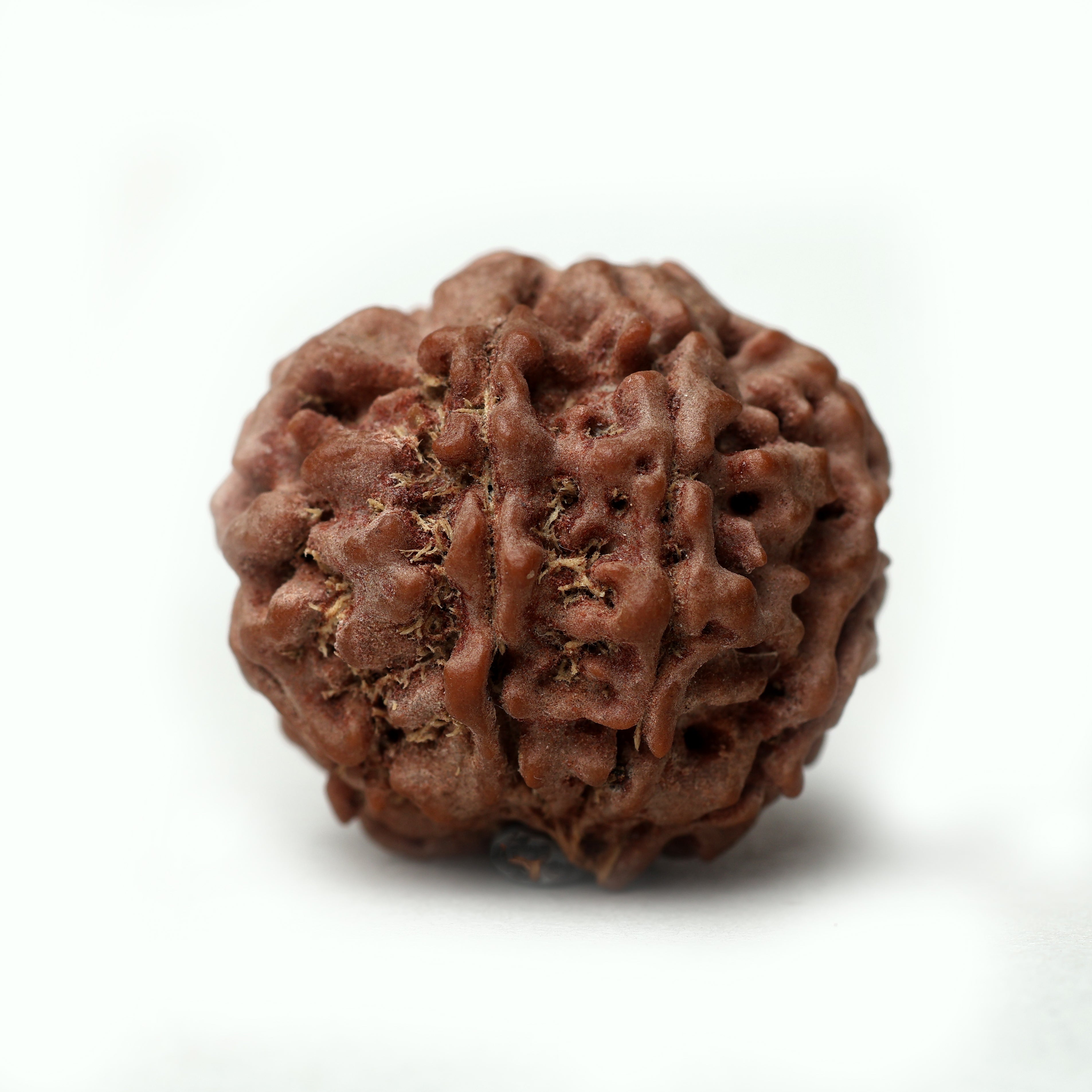 8 Mukhi Rudraksha