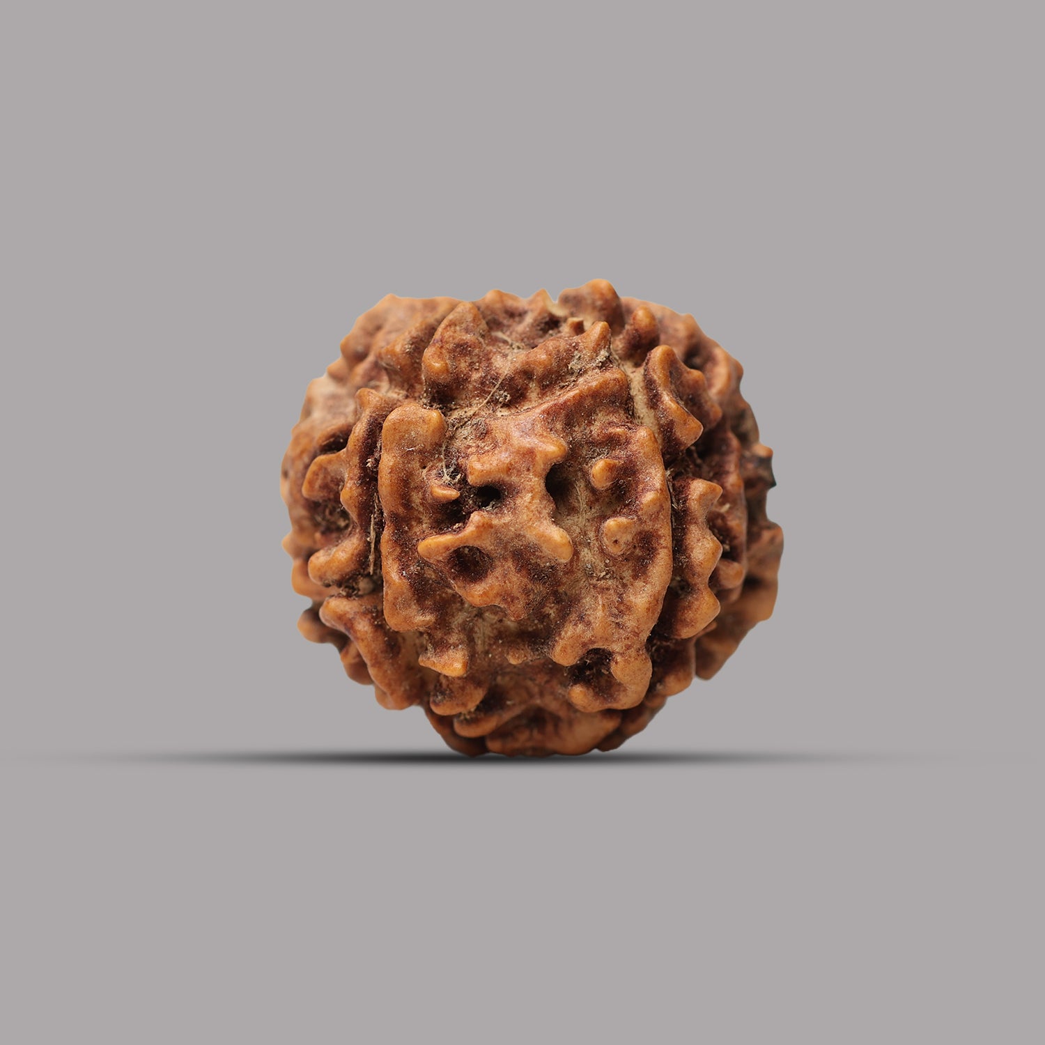 6 Mukhi Rudraksha