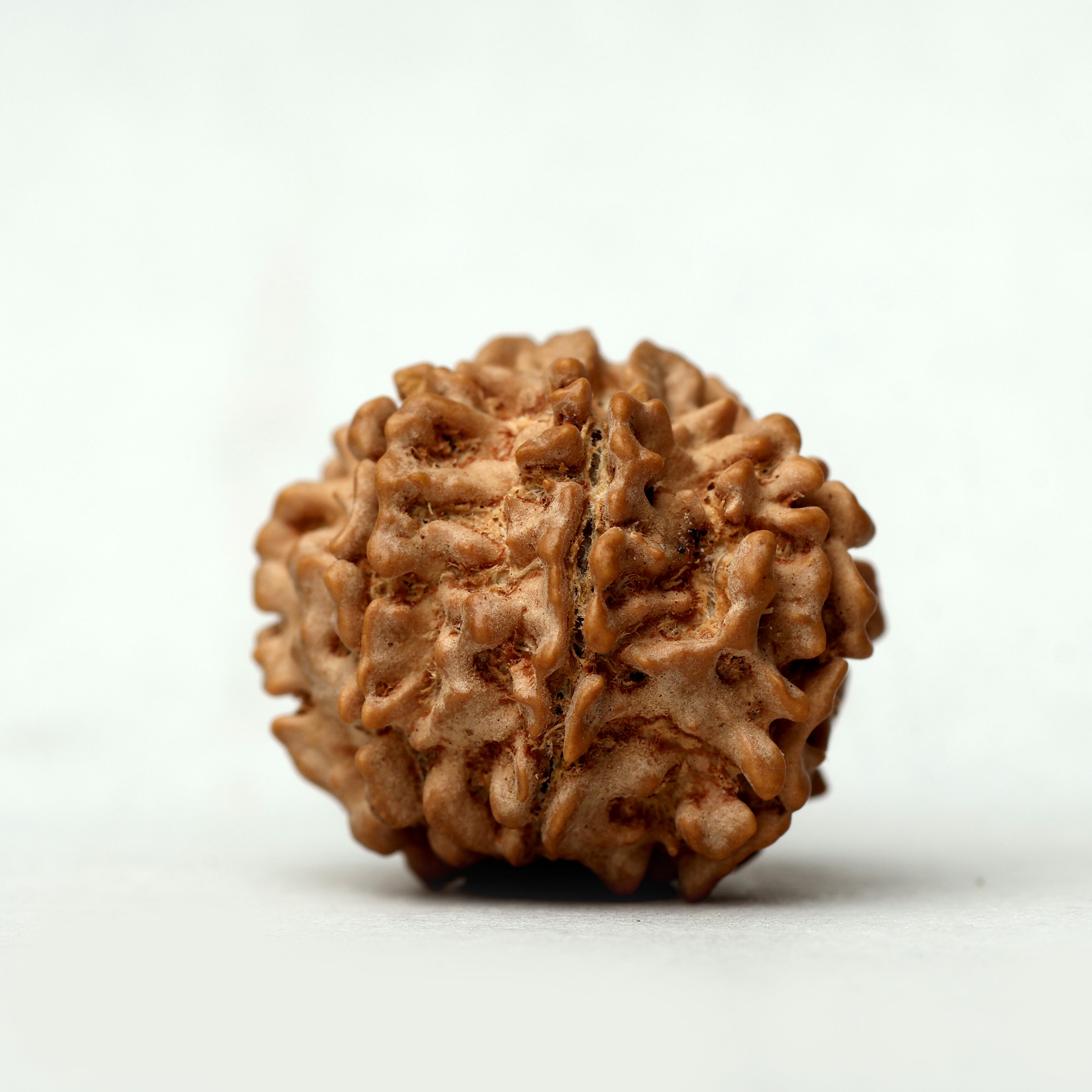 8 Mukhi Rudraksha