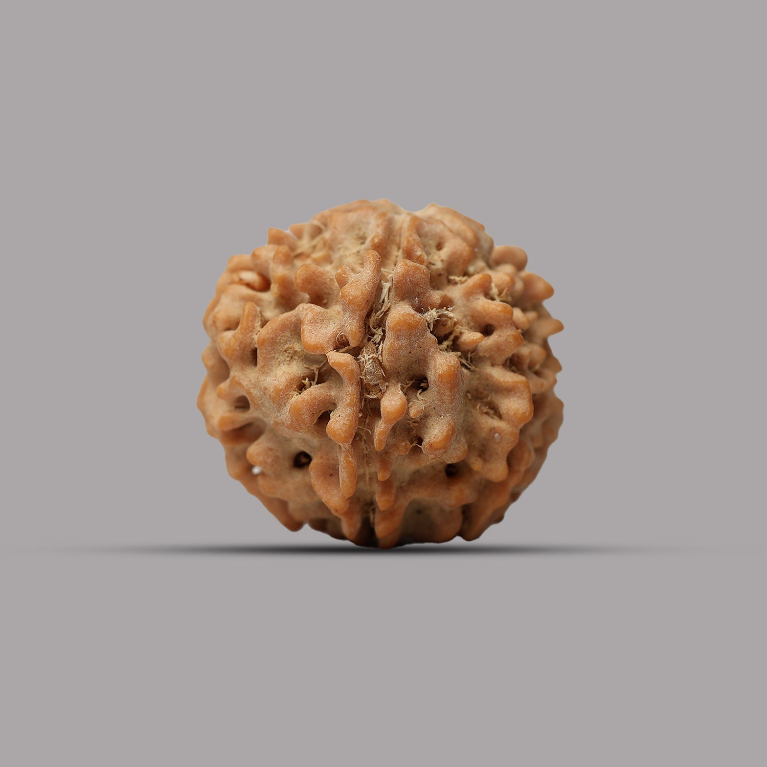 6 Mukhi Rudraksha