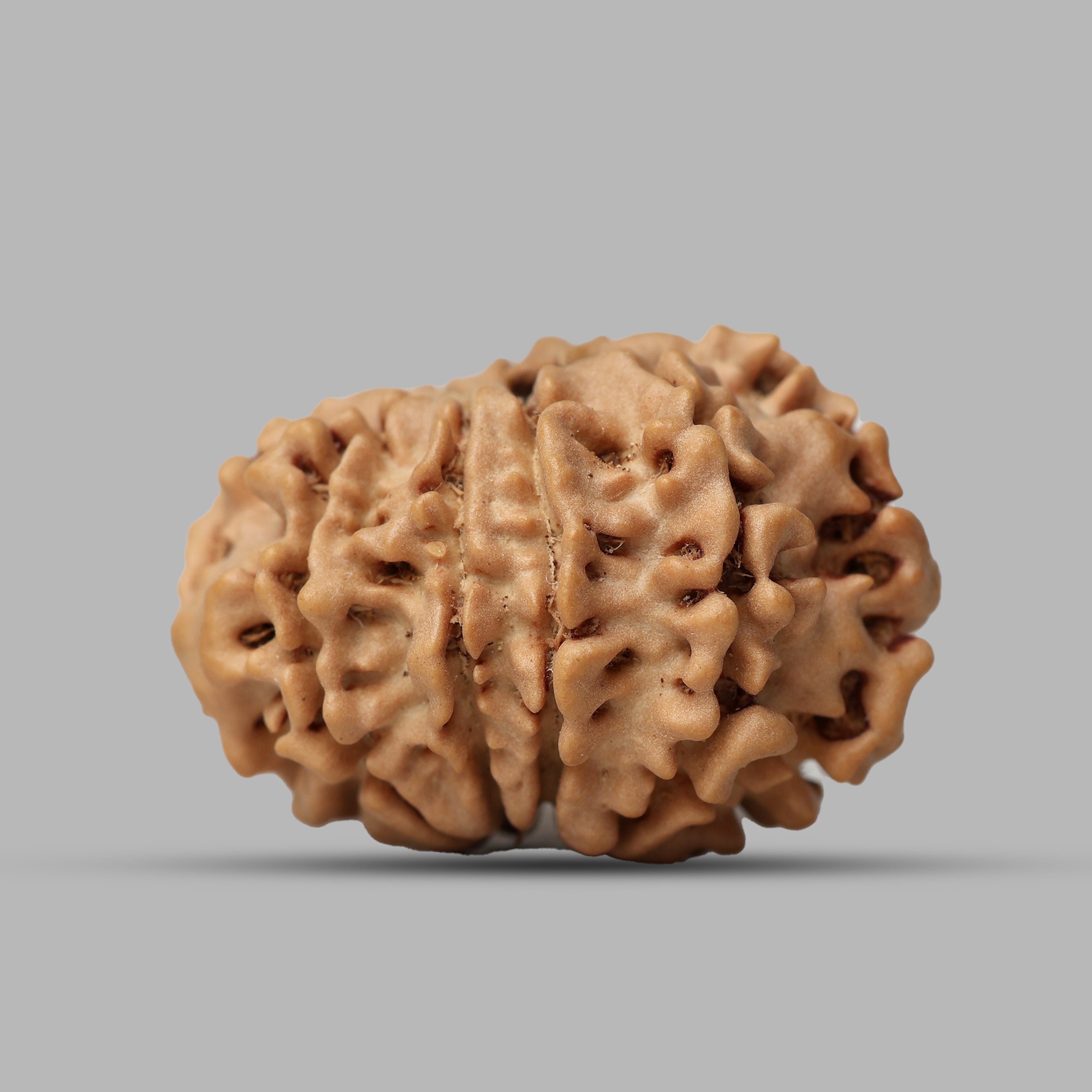 9 Mukhi Rudraksha