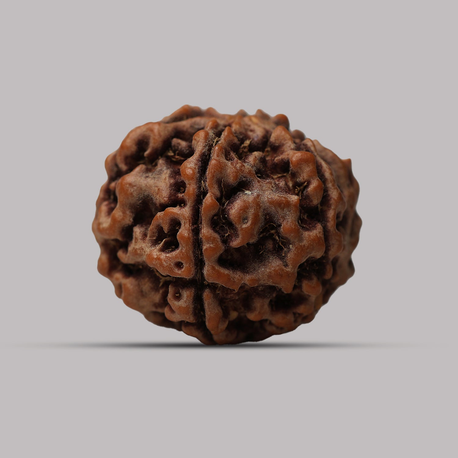 6 Mukhi Rudraksha