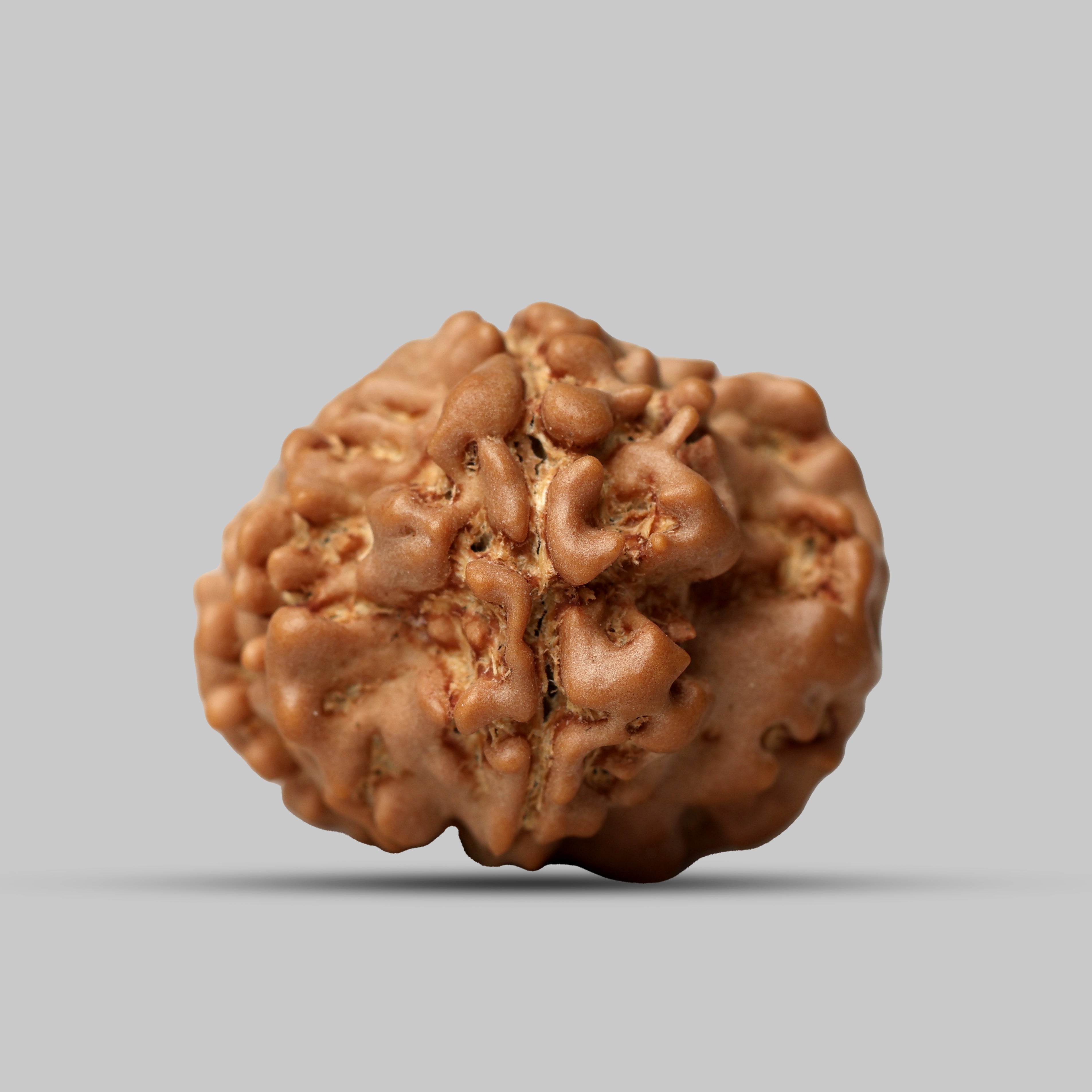 9 Mukhi Rudraksha
