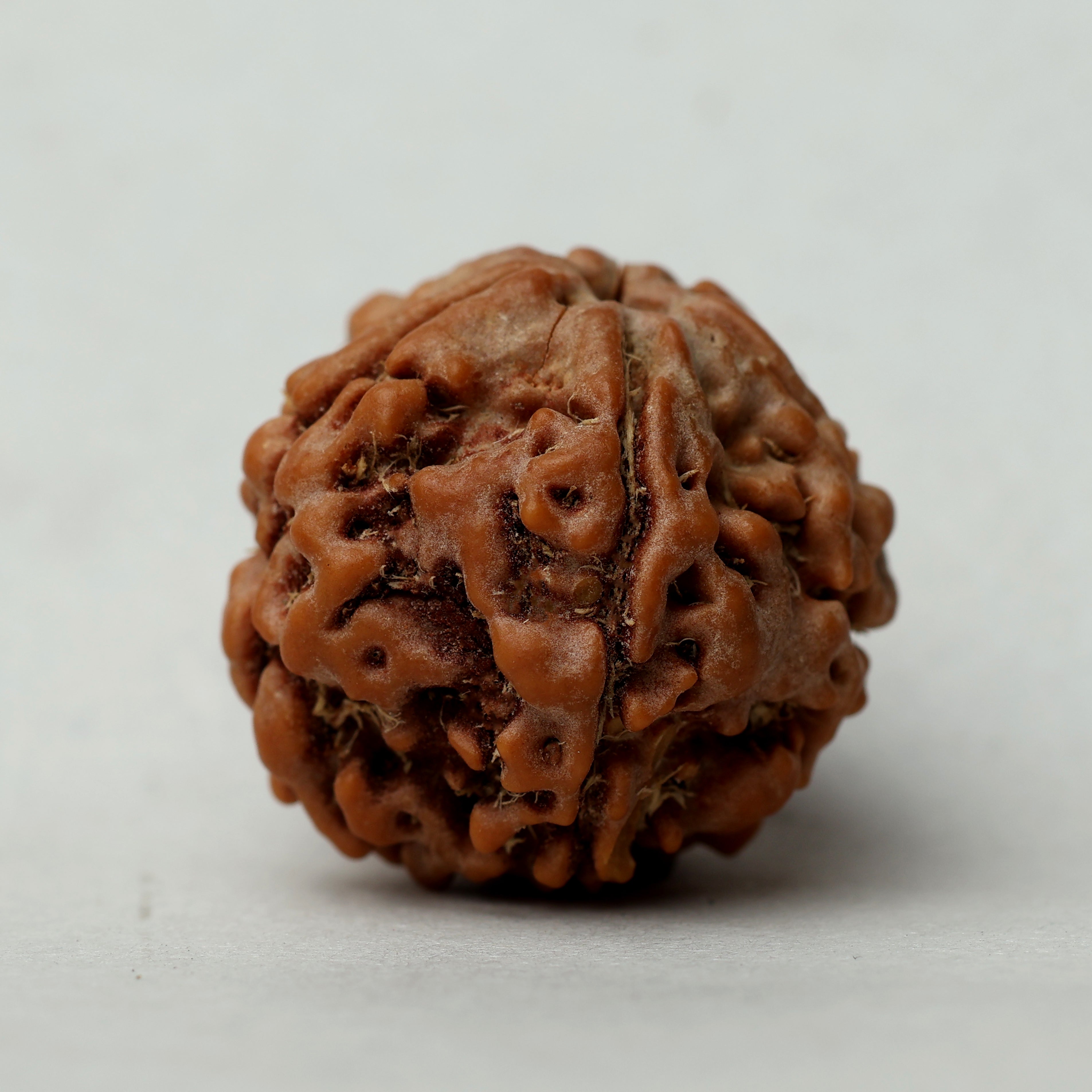 5 Mukhi Rudraksha