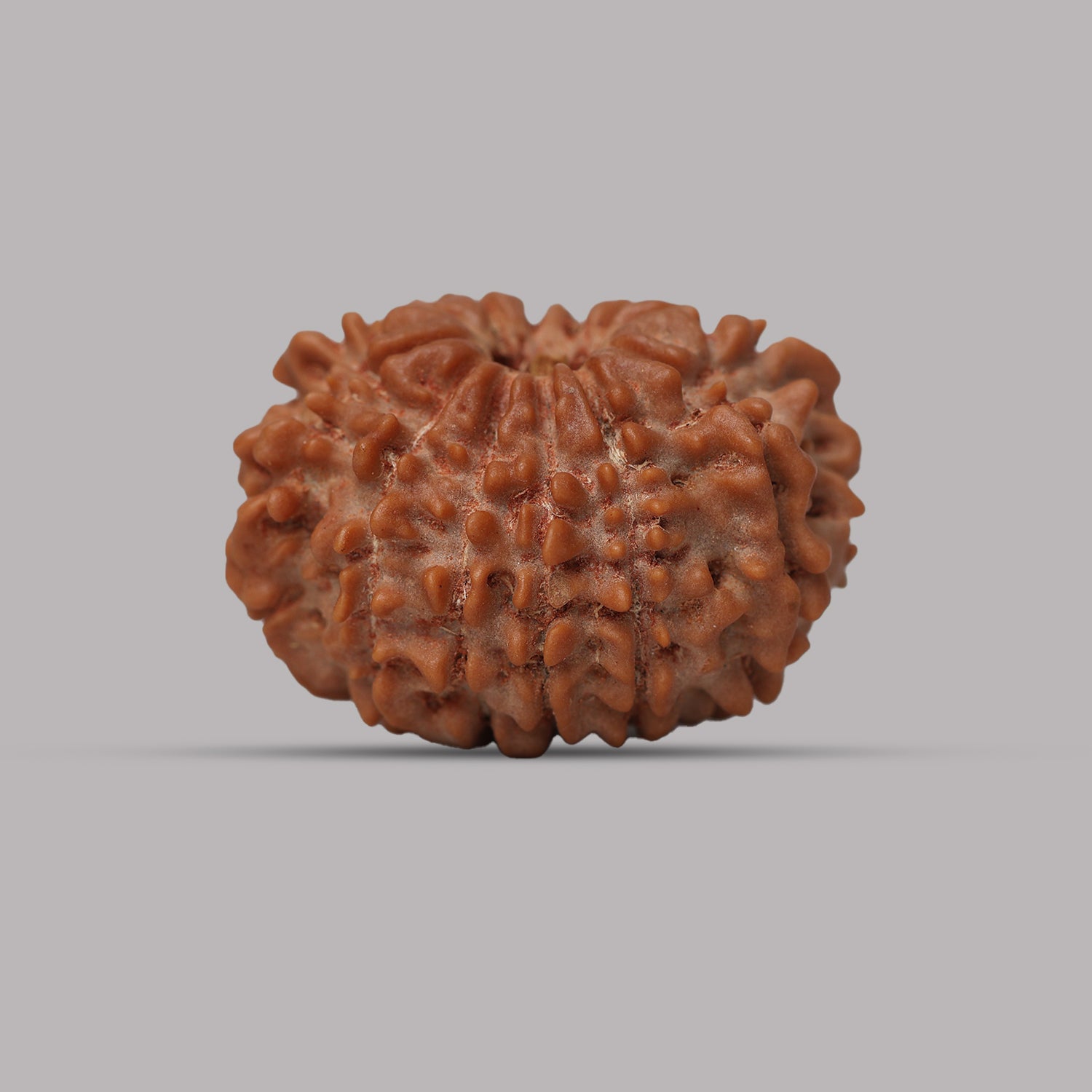 12 Mukhi Rudraksha