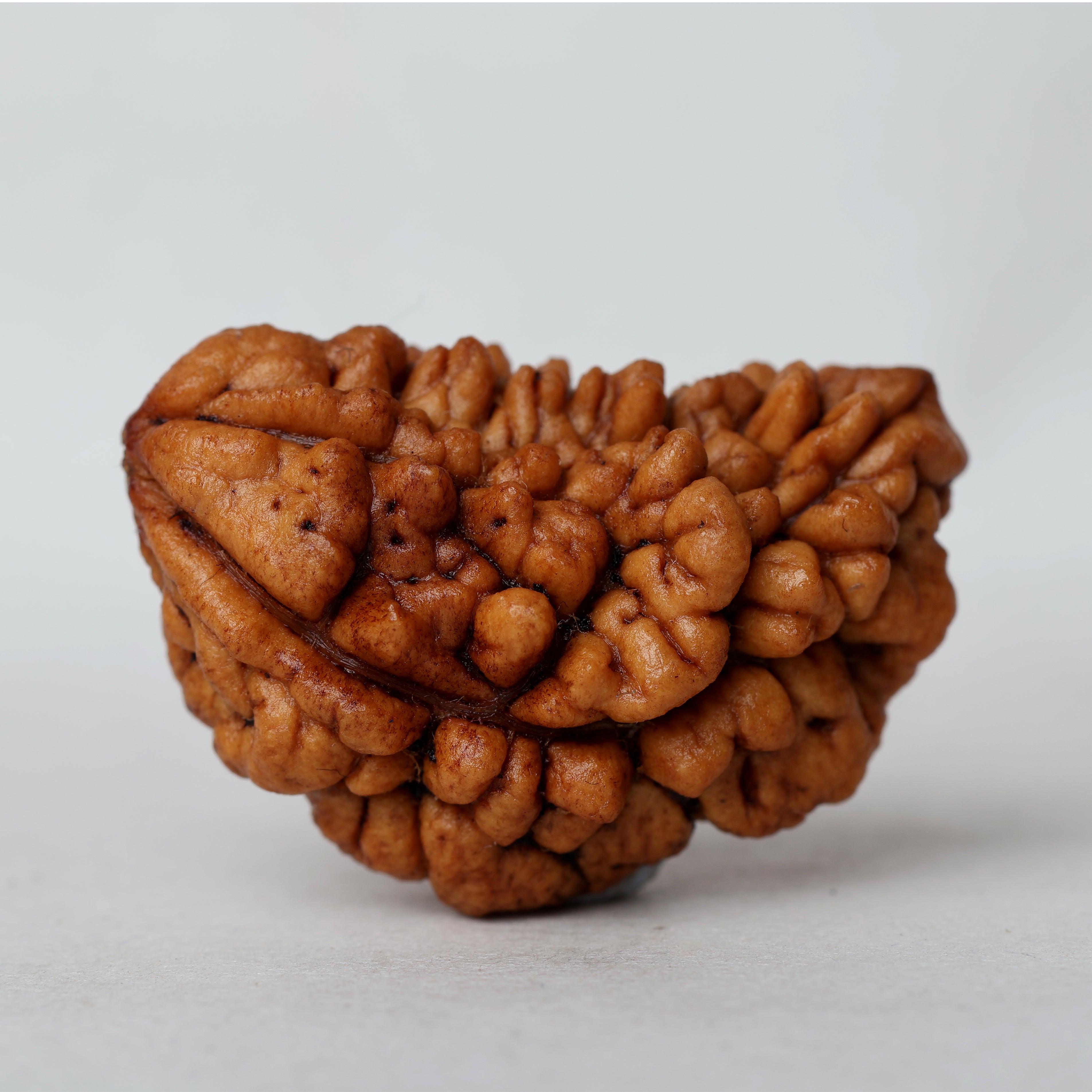 1 Mukhi Rudraksha
