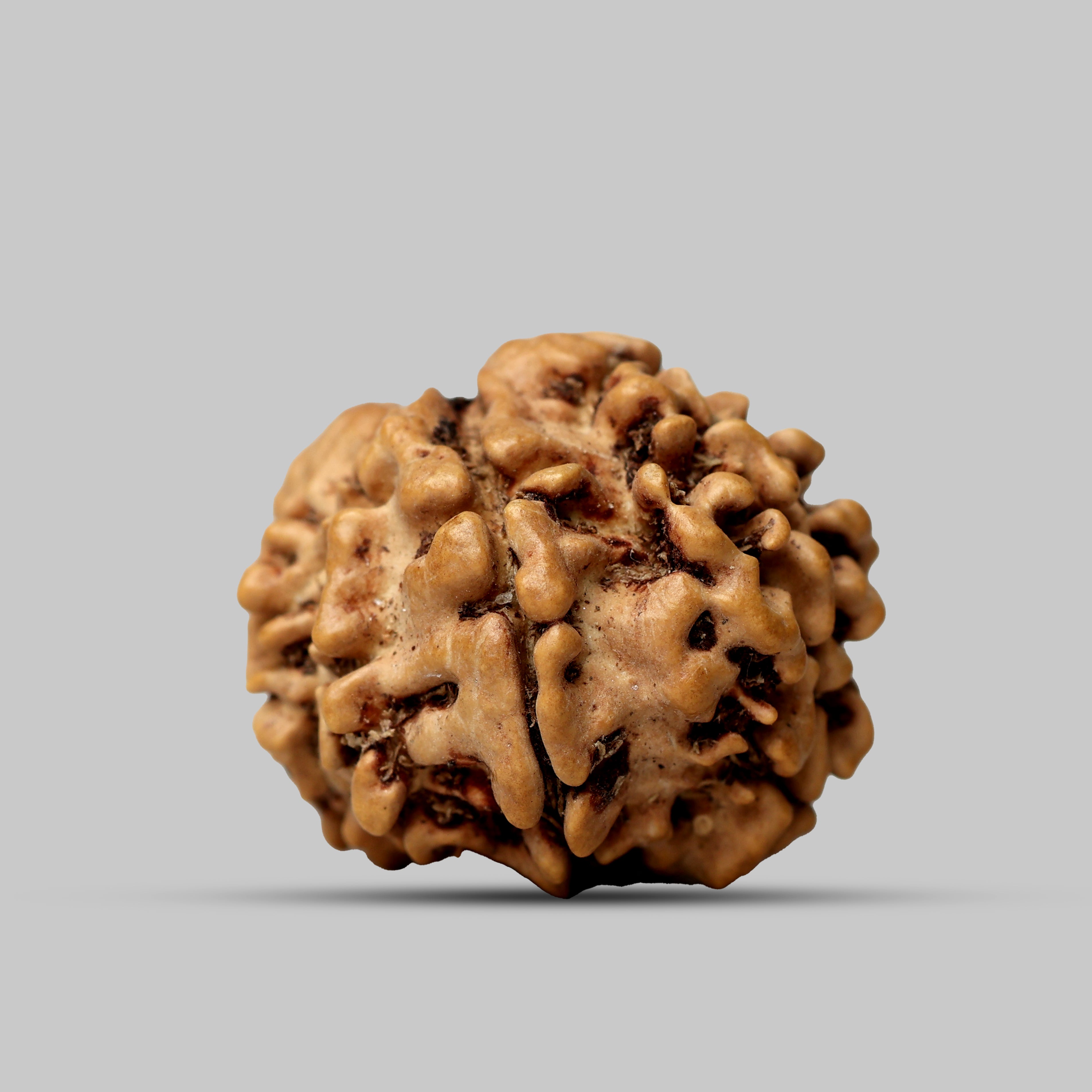 9 Mukhi Rudraksha