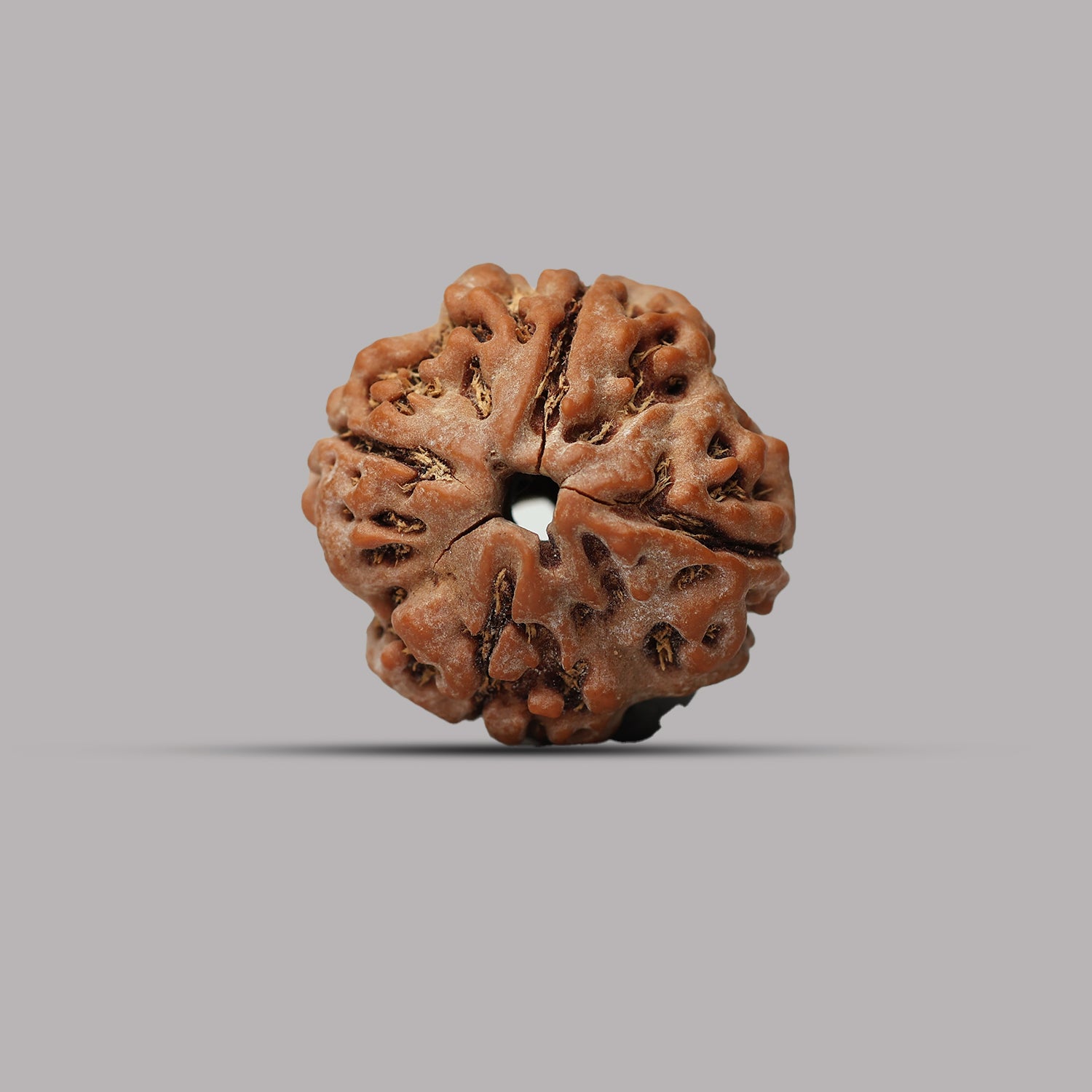 4 Mukhi Rudraksha