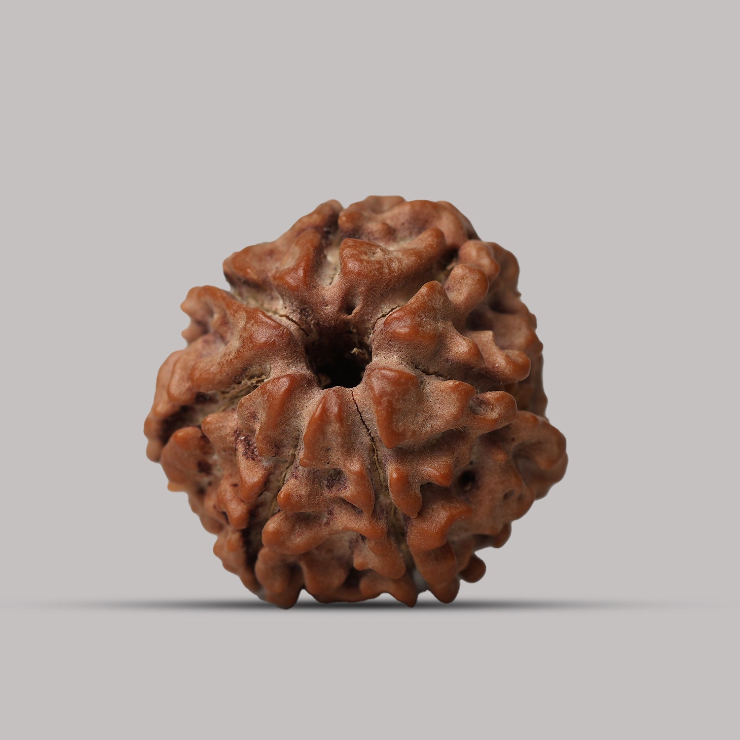 7 Mukhi Rudraksha