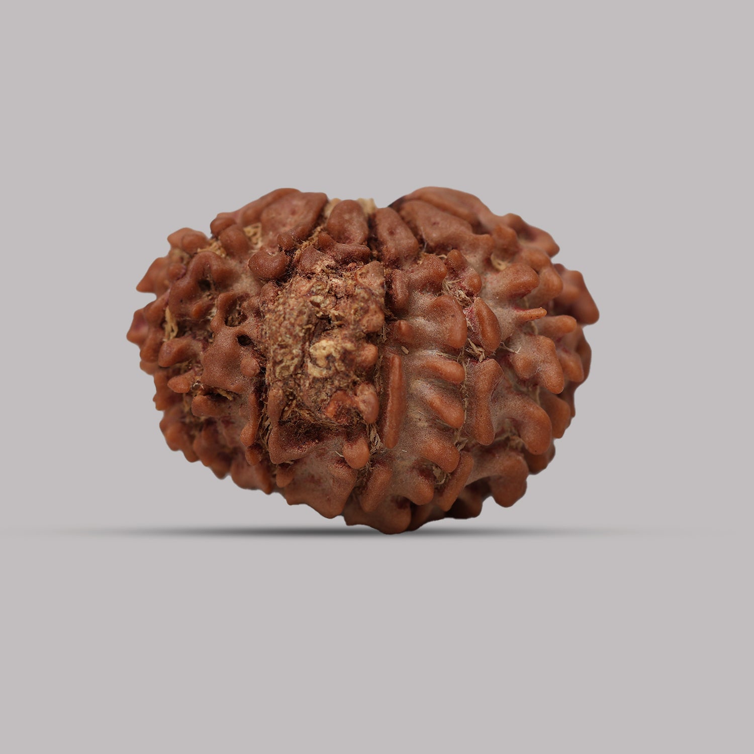 12 Mukhi Rudraksha