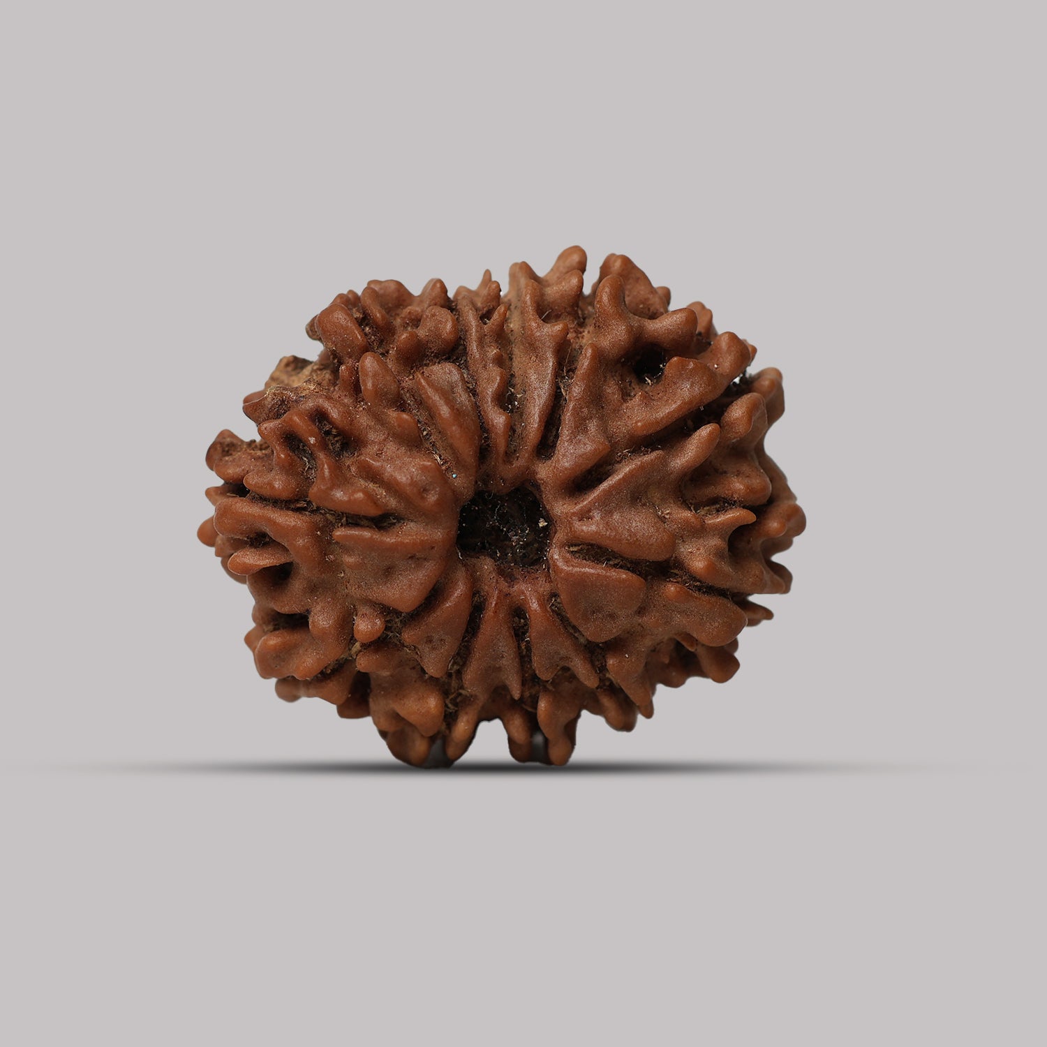 11 Mukhi Rudraksha