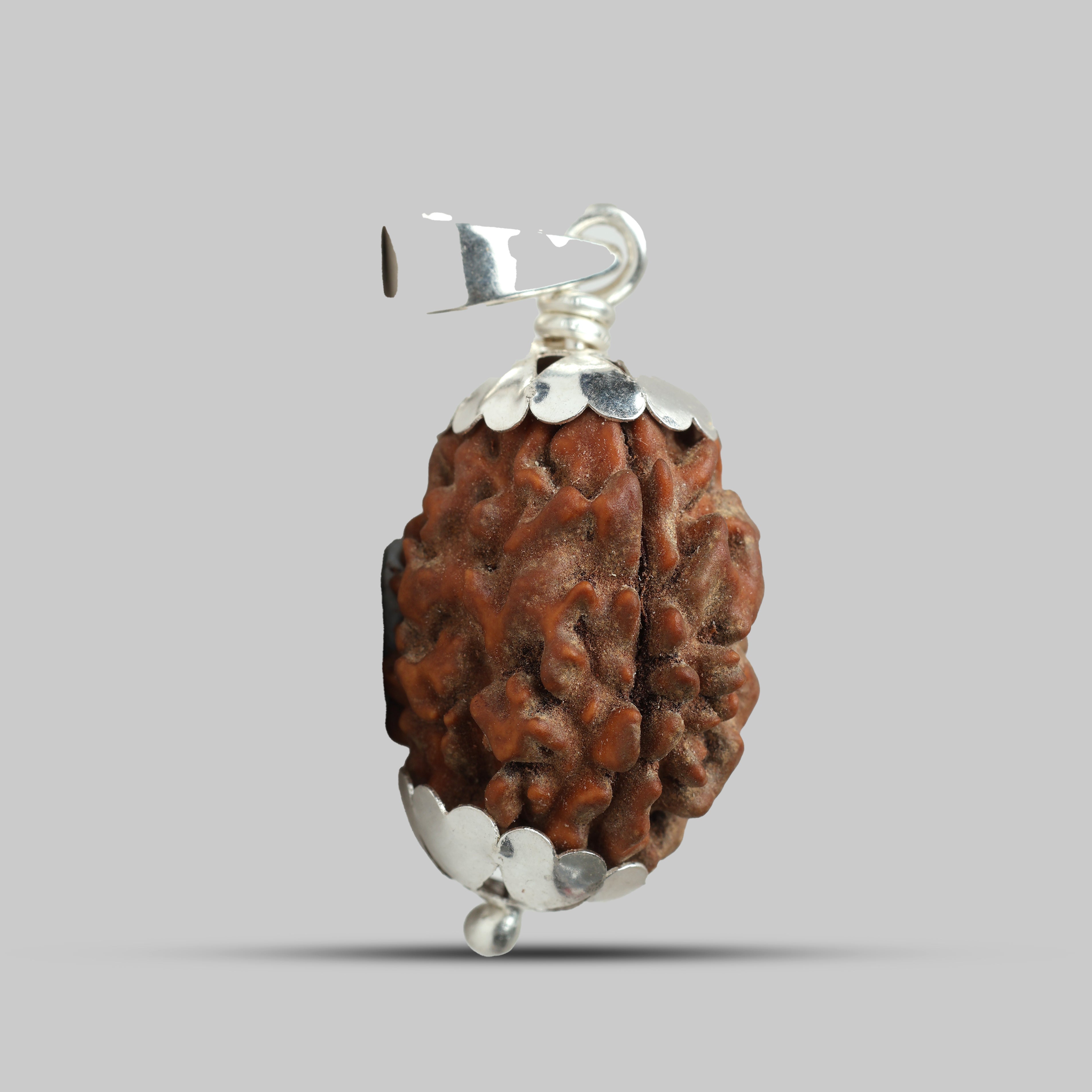 3 Mukhi Rudraksha