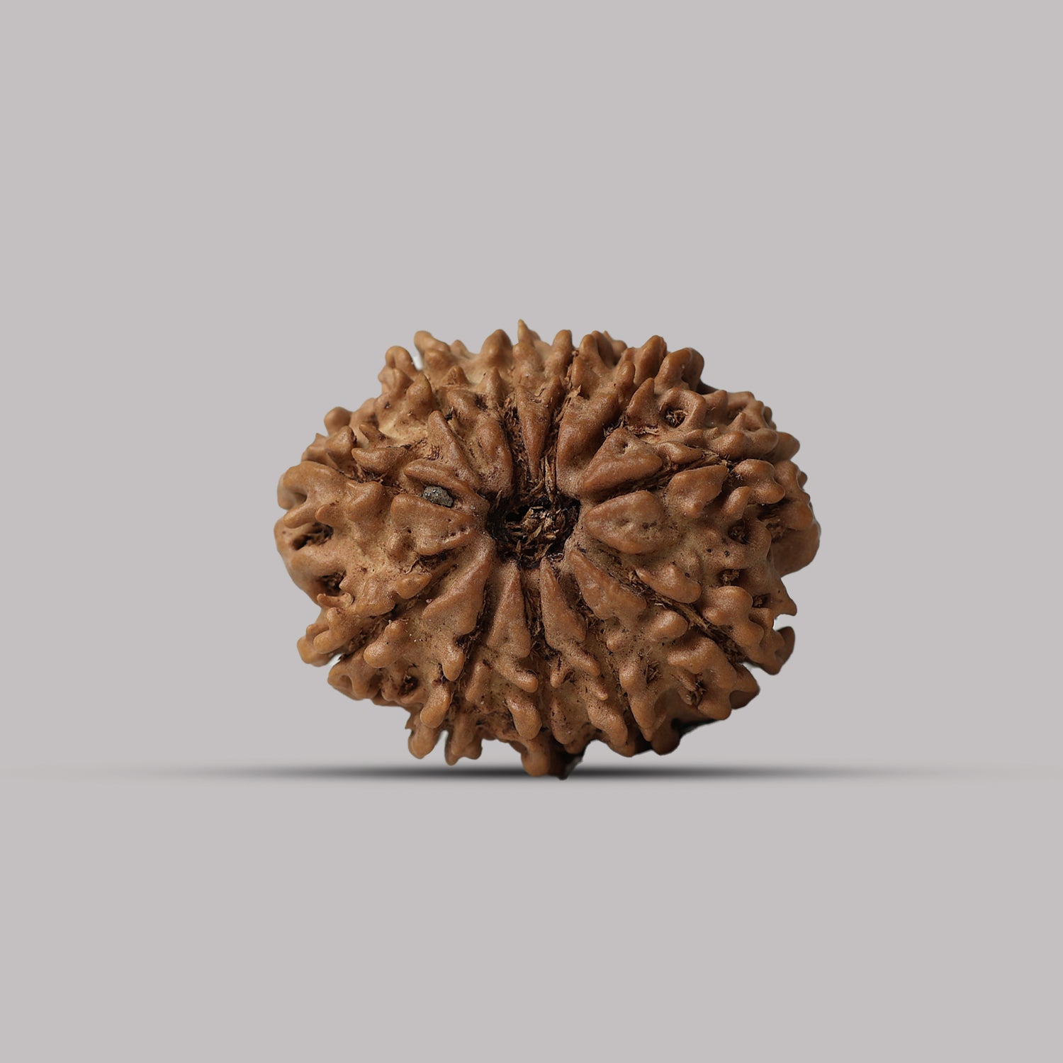 11 Mukhi Rudraksha