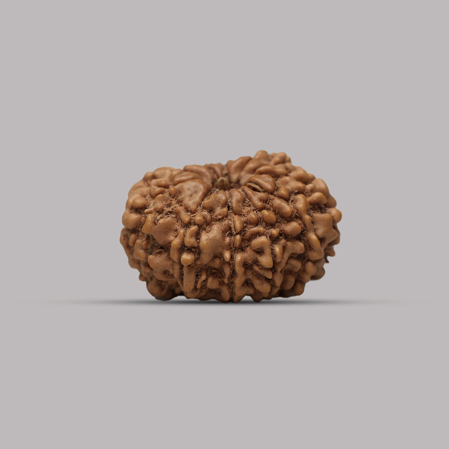 10 Mukhi Rudraksha