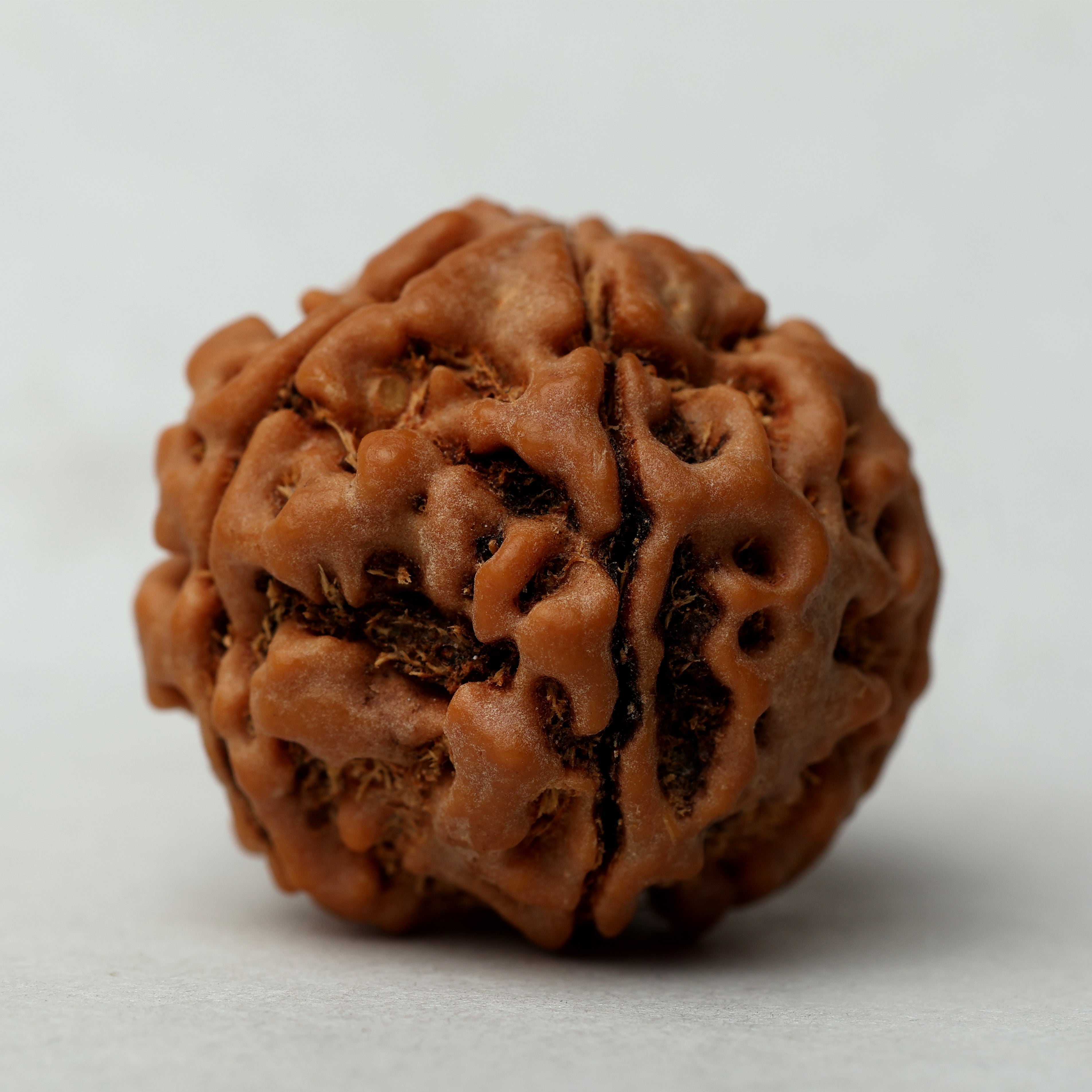 5 Mukhi Rudraksha
