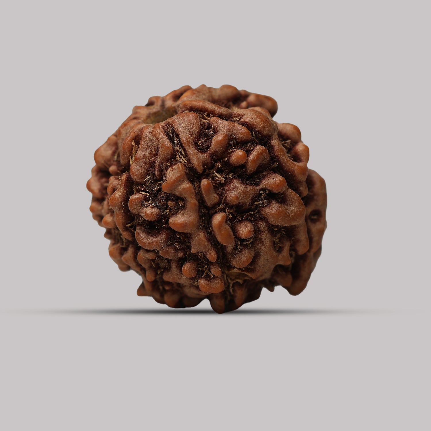 6 Mukhi Rudraksha