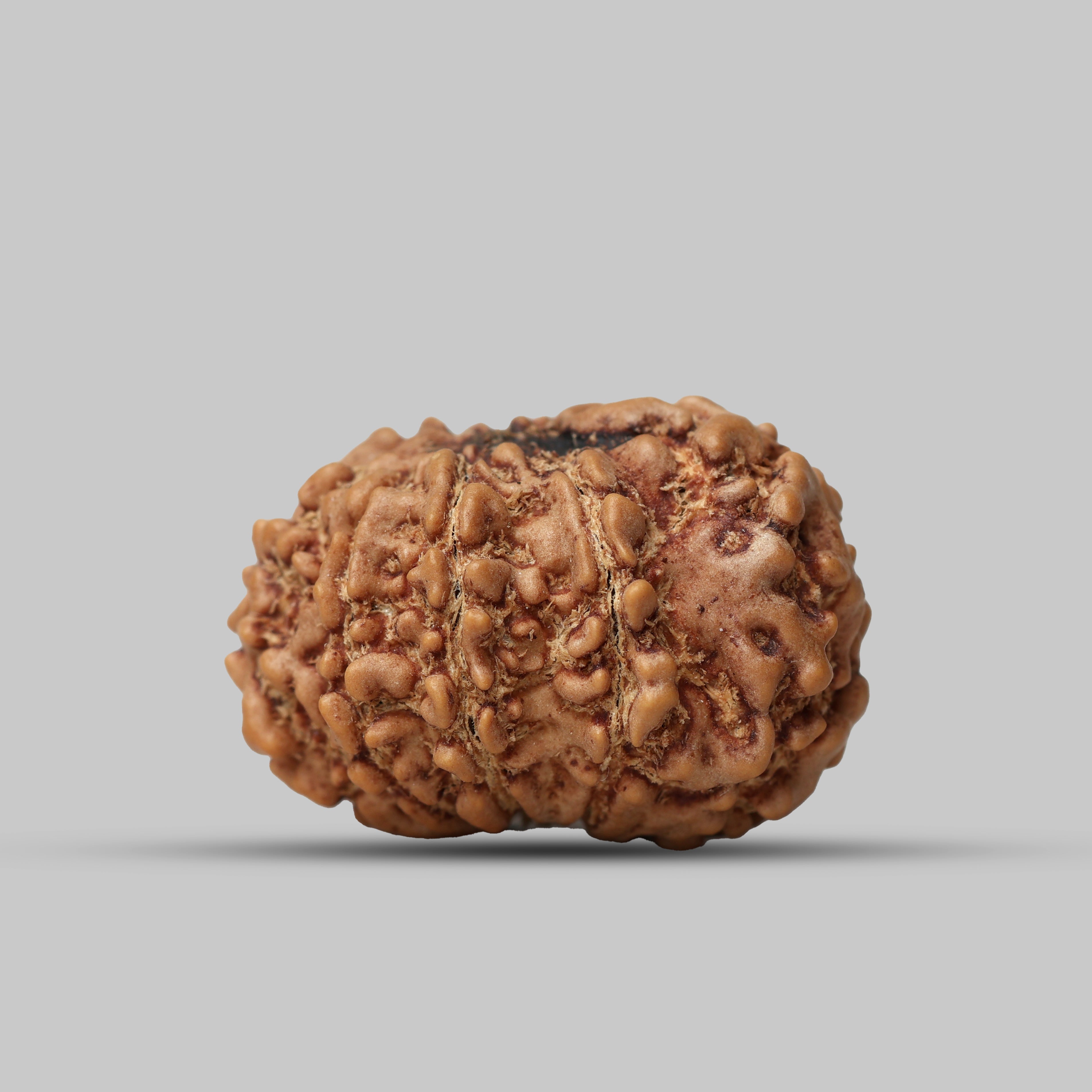 9 Mukhi Rudraksha