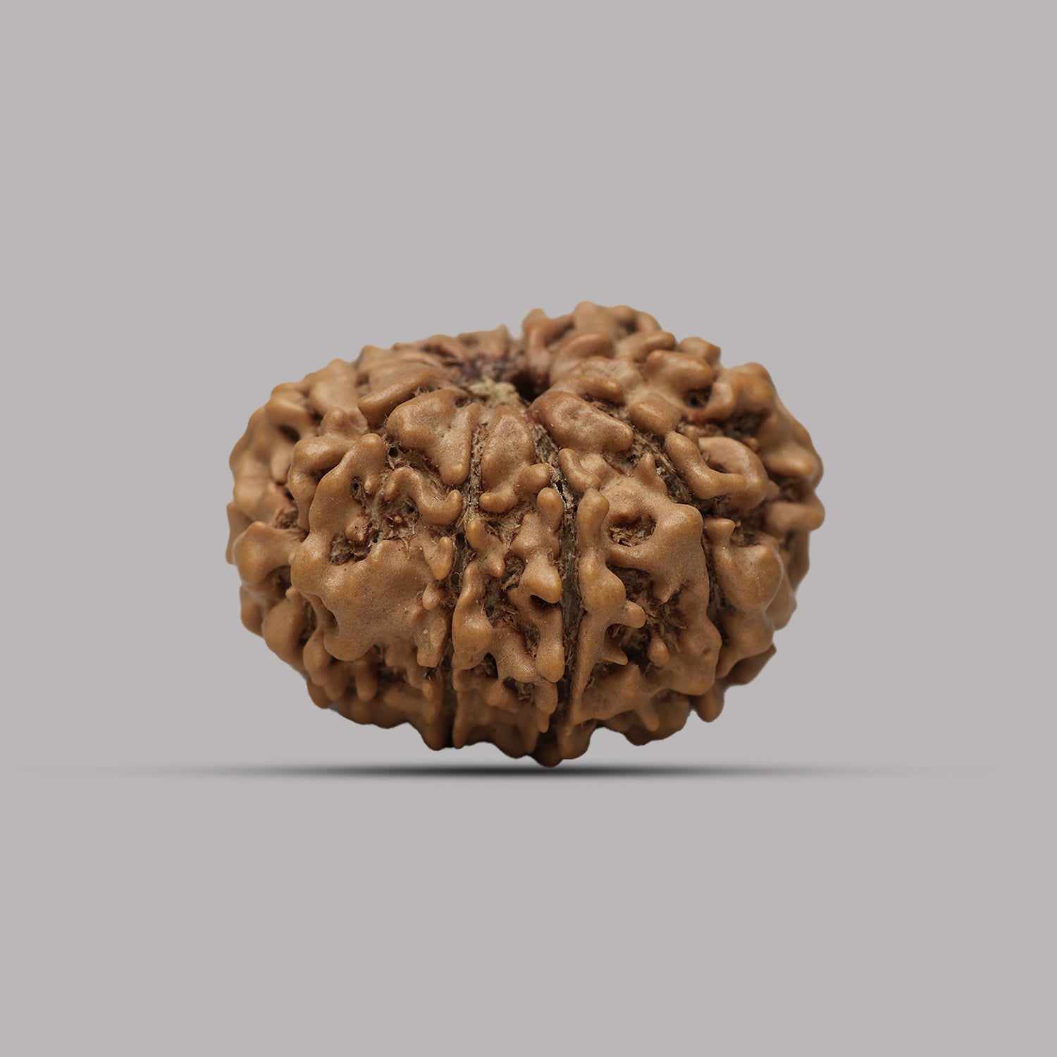 10 Mukhi Rudraksha