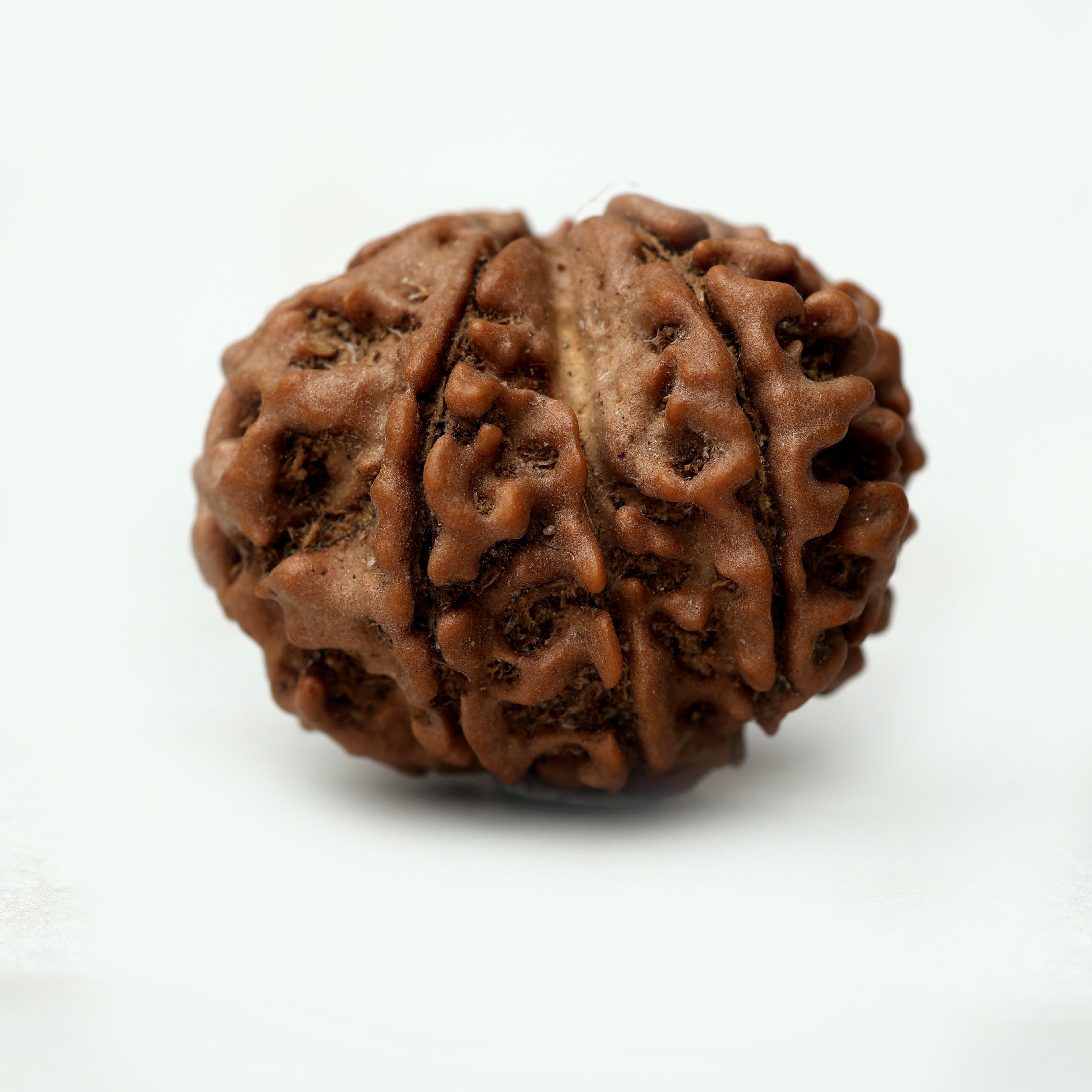 8 Mukhi Rudraksha