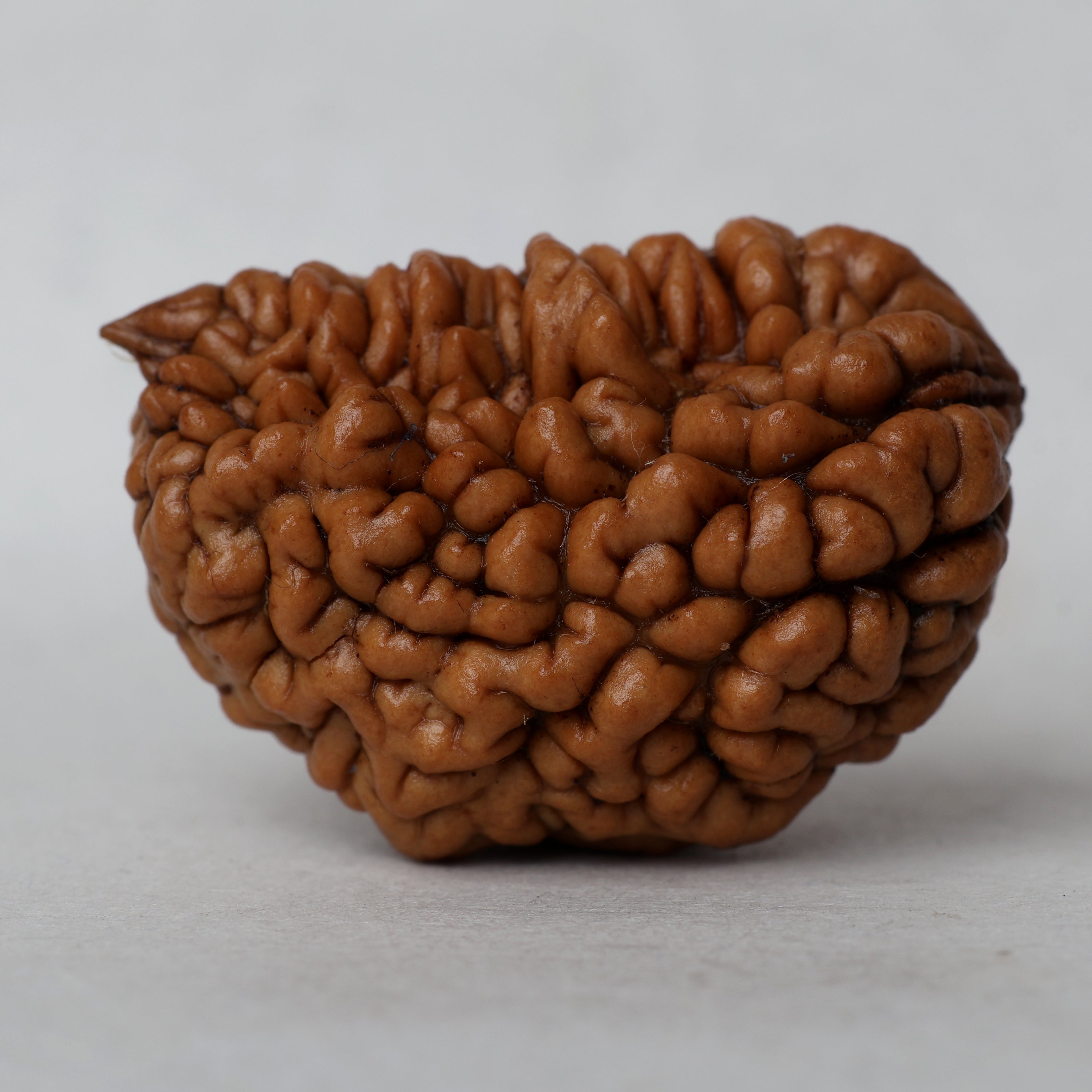 1 Mukhi Rudraksha