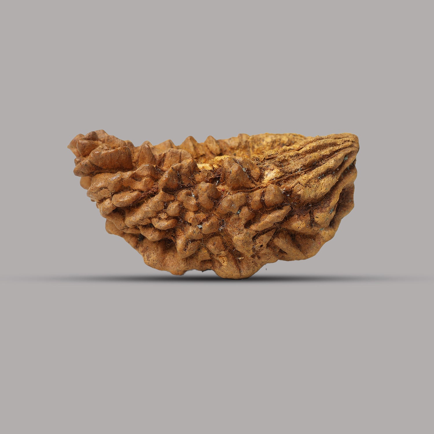 1 Mukhi Rudraksha 1.26