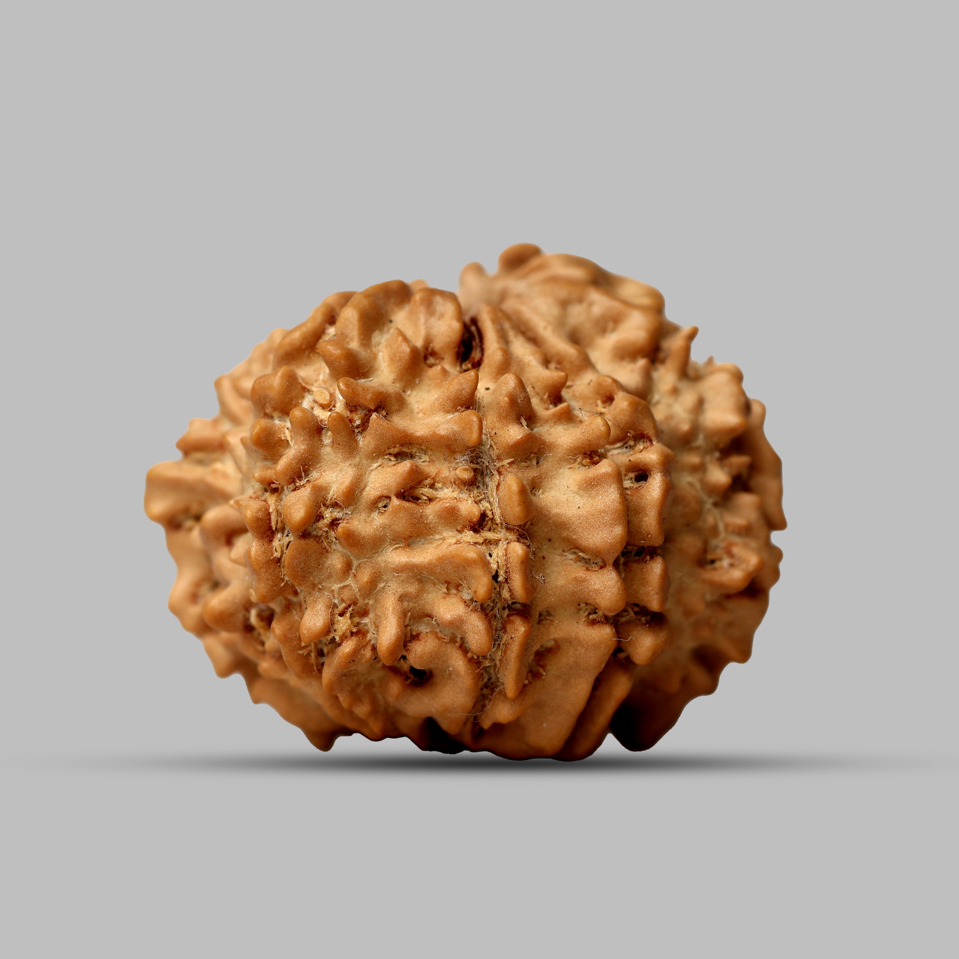 9 Mukhi Rudraksha