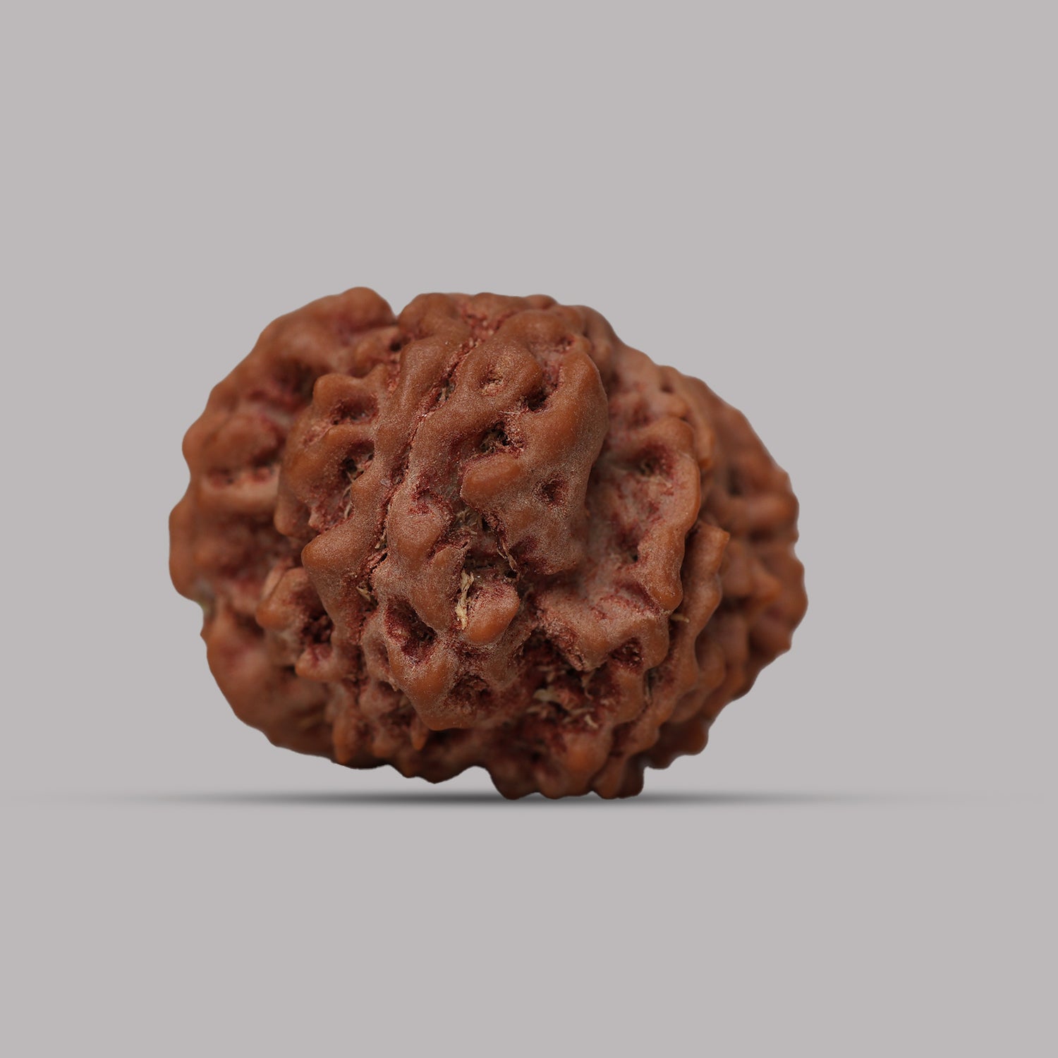 12 Mukhi Rudraksha
