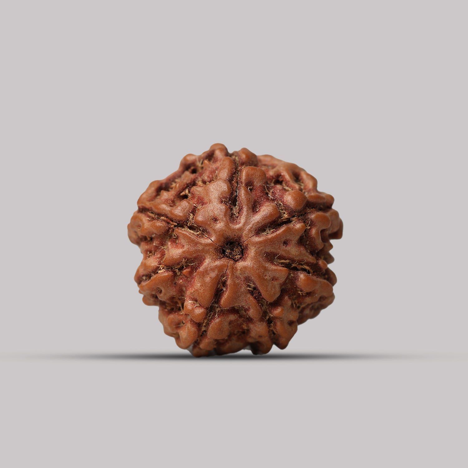 7 Mukhi Rudraksha