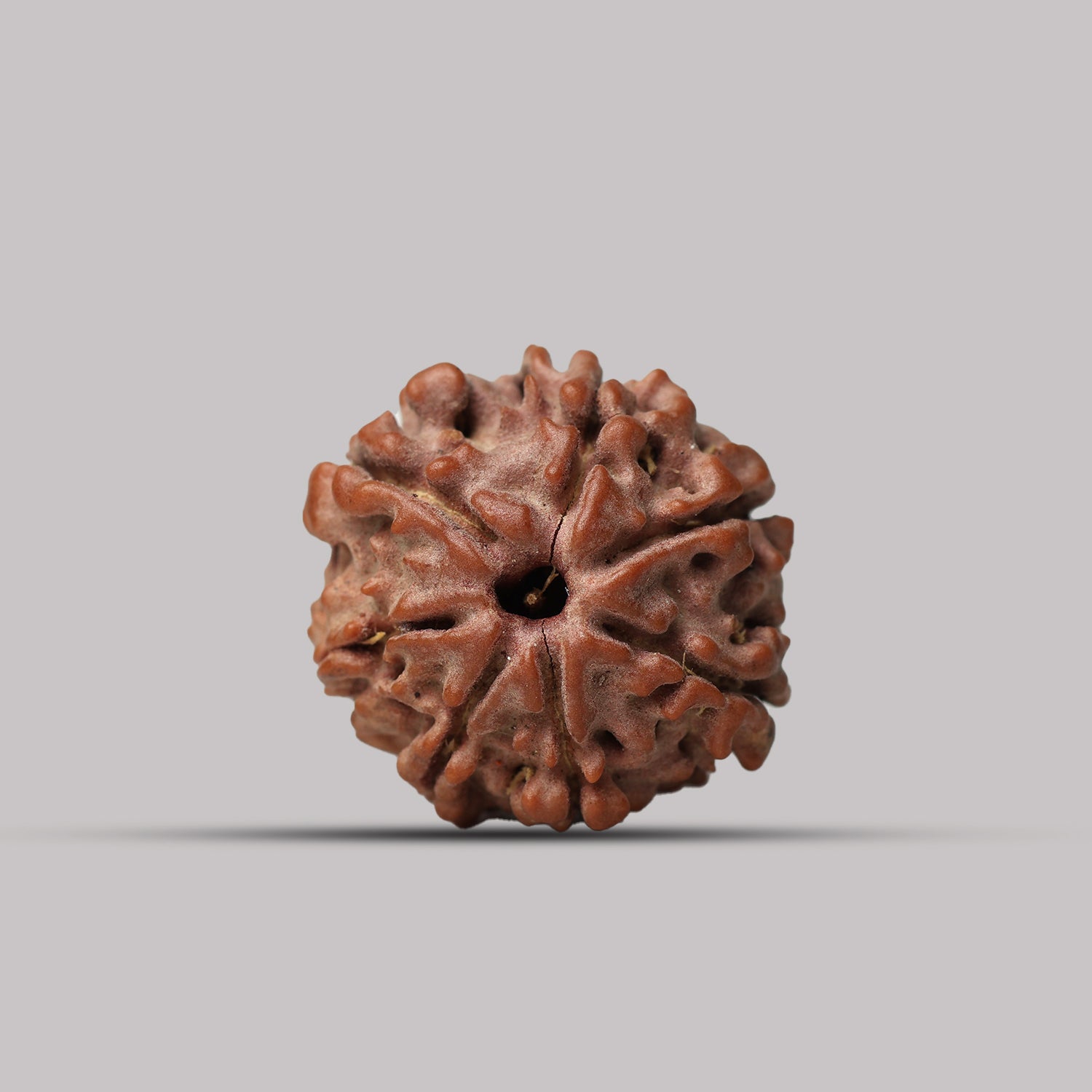 7 Mukhi Rudraksha