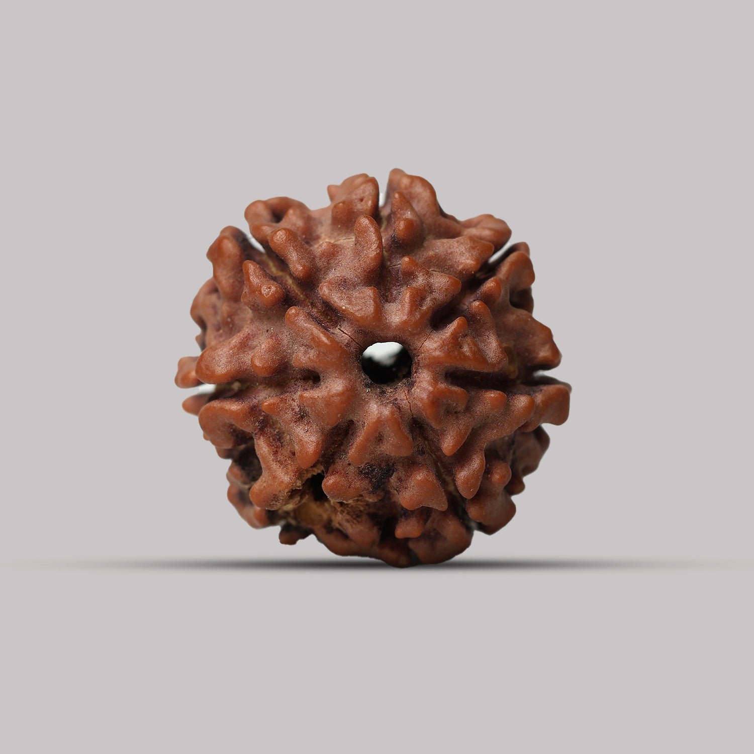 7 Mukhi Rudraksha