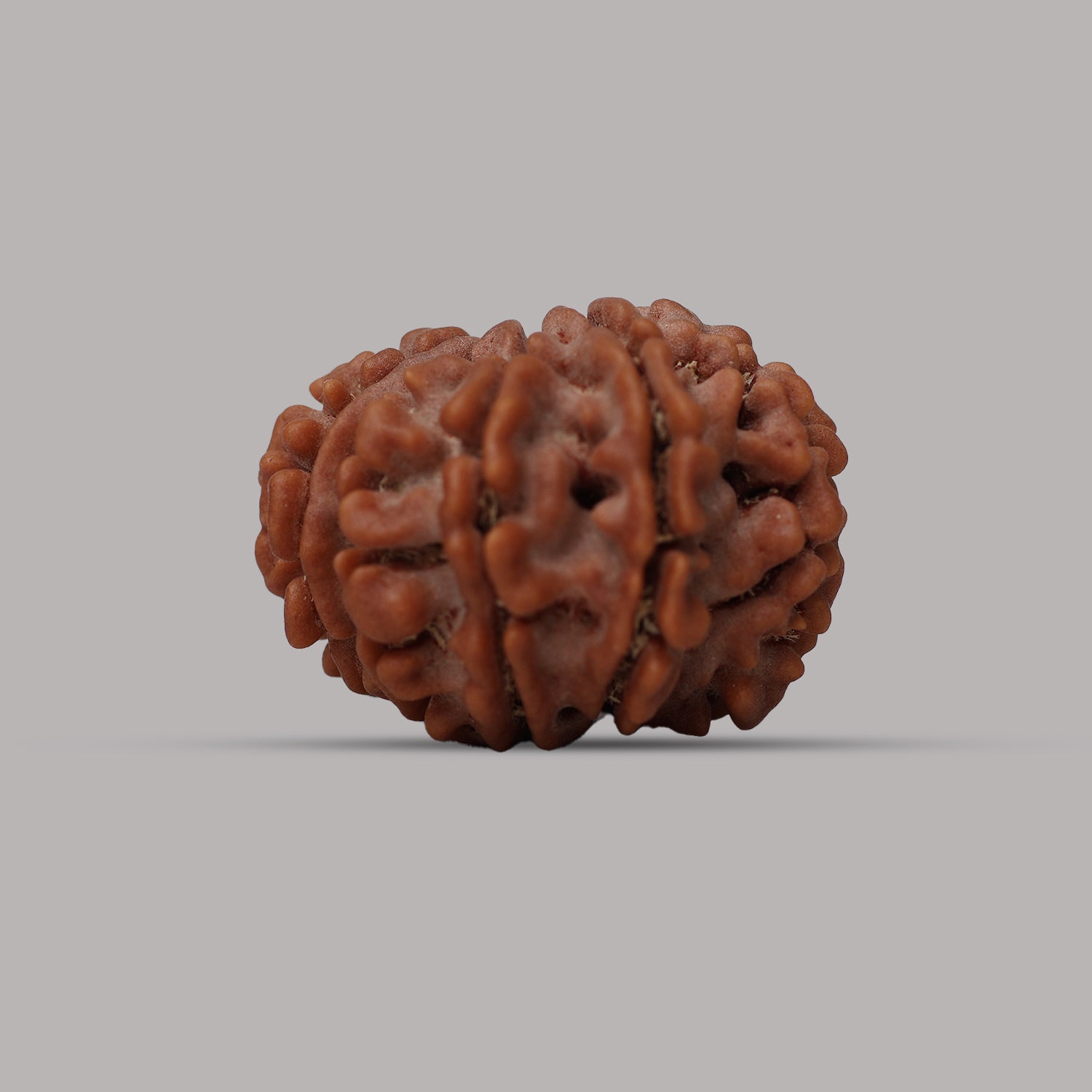 12 Mukhi Rudraksha