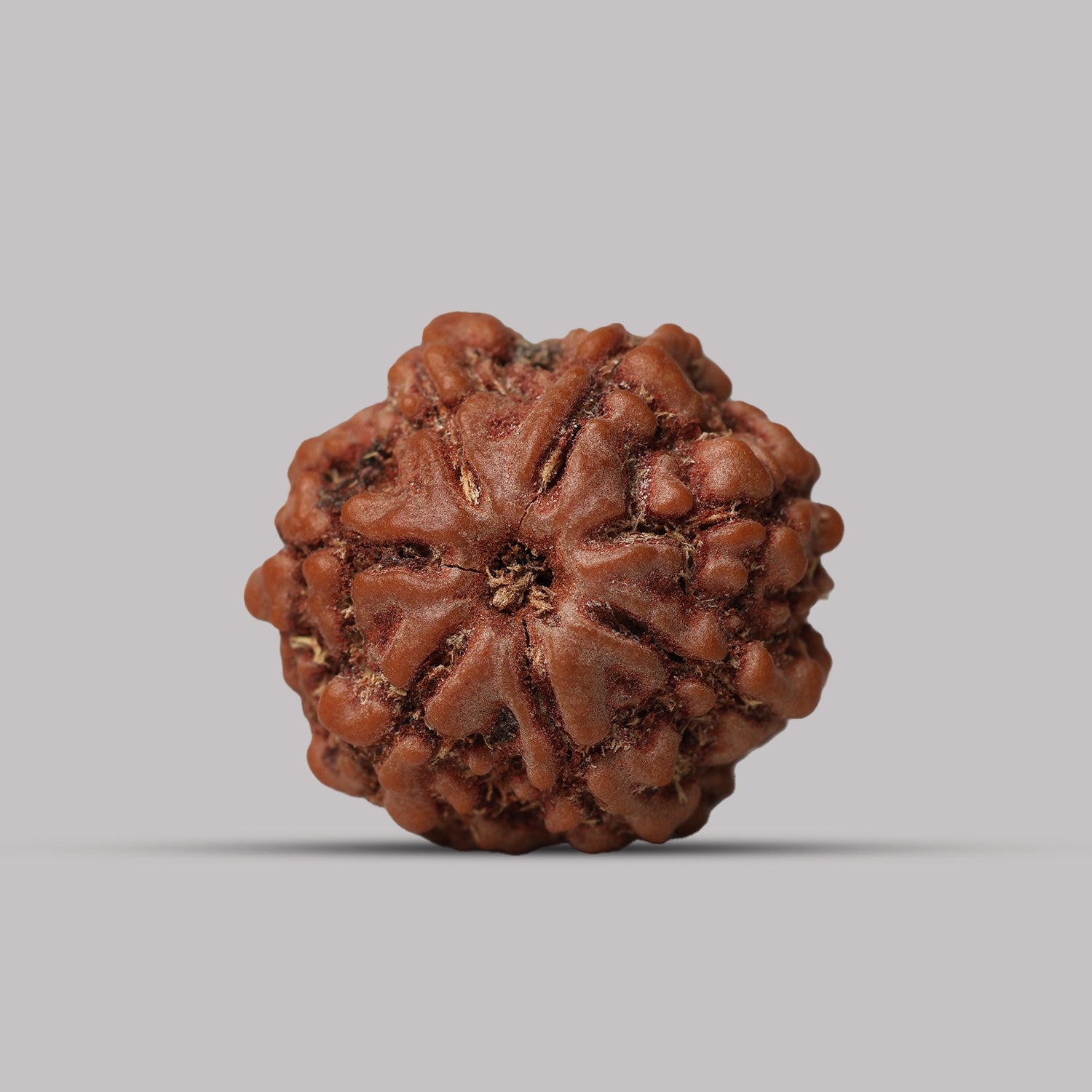 7 Mukhi Rudraksha
