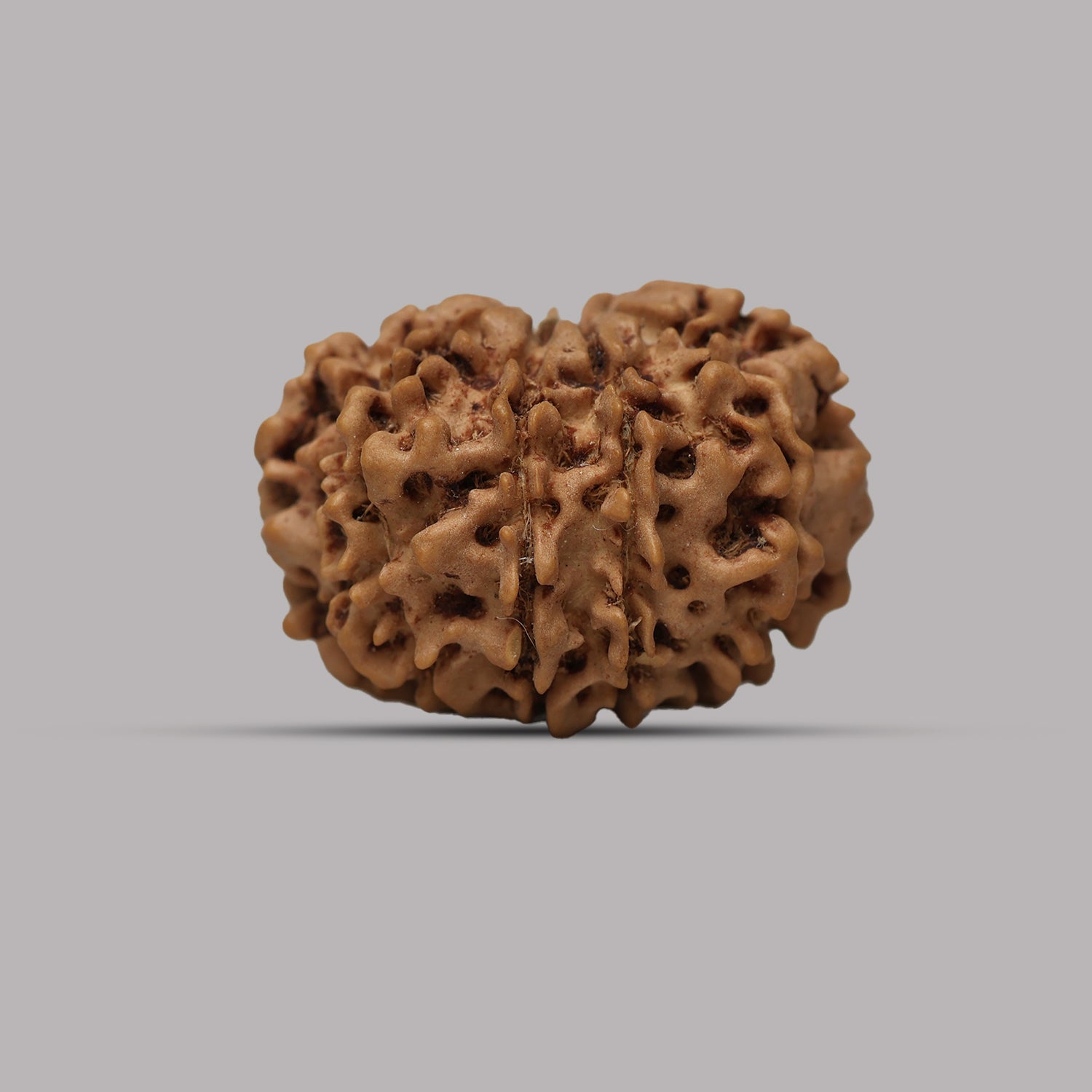10 Mukhi Rudraksha