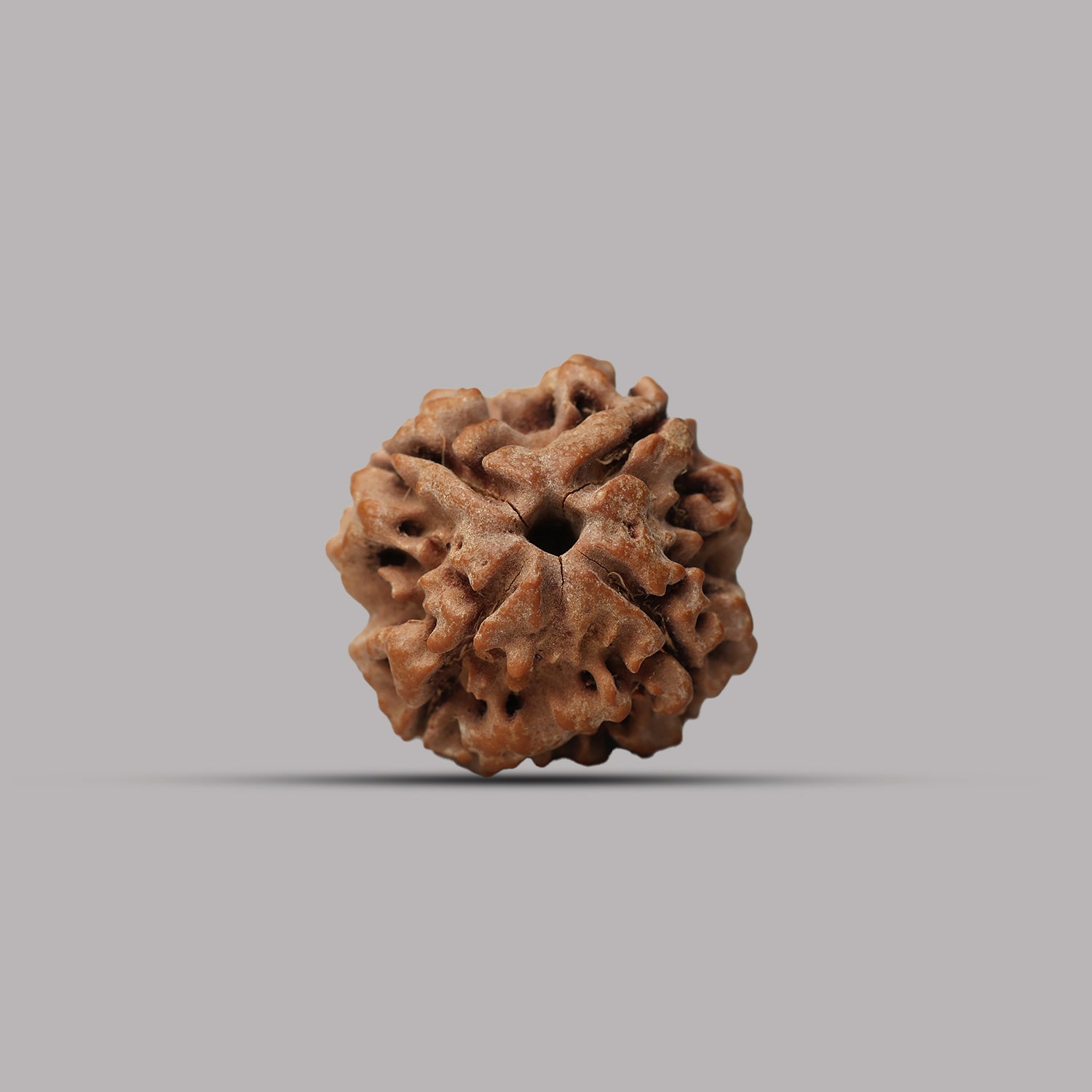 4 Mukhi Rudraksha
