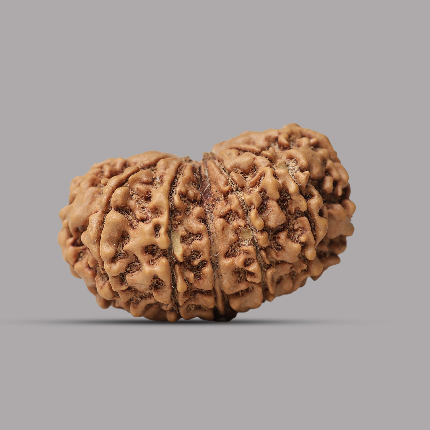 Gauri Shankar Rudraksha