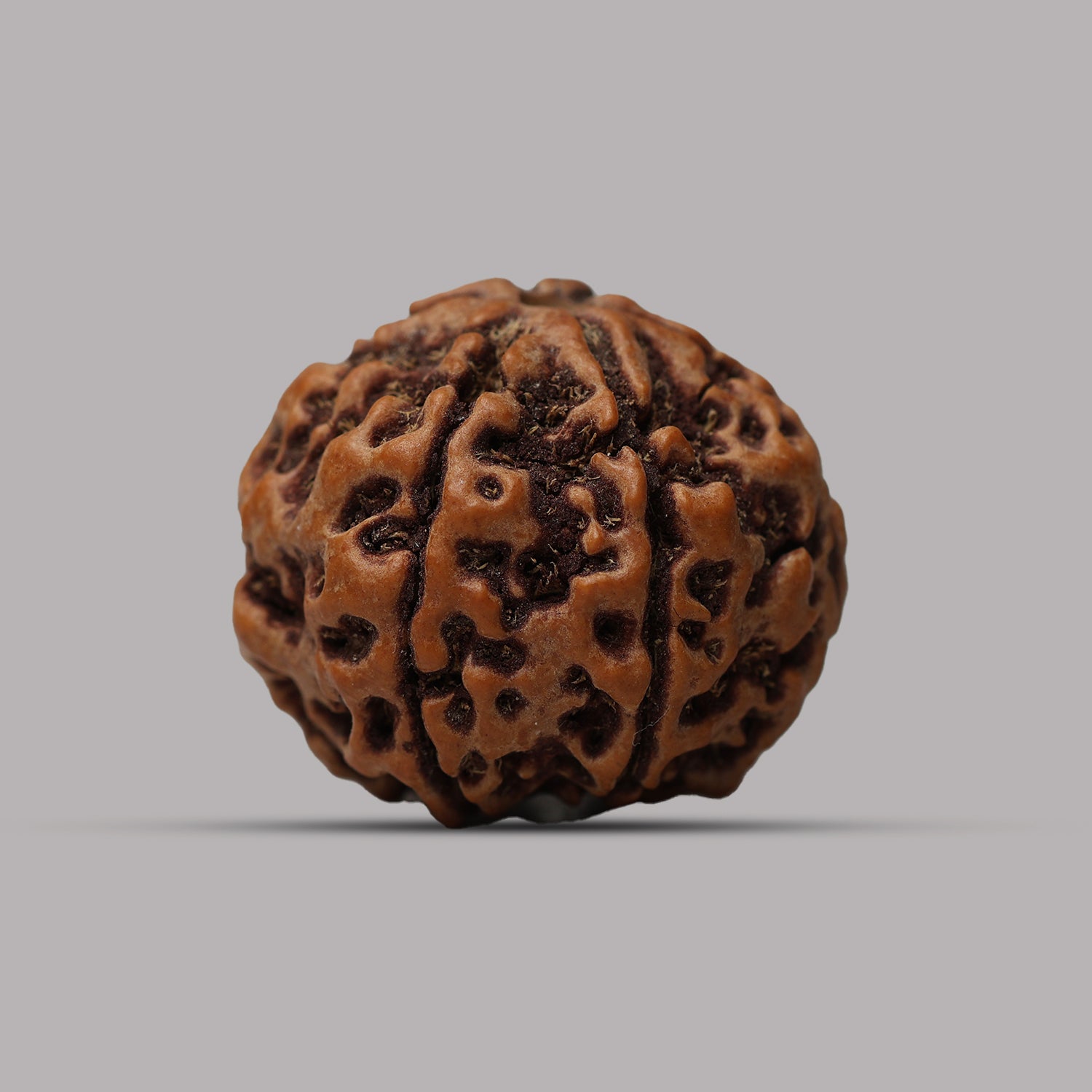 6 Mukhi Rudraksha