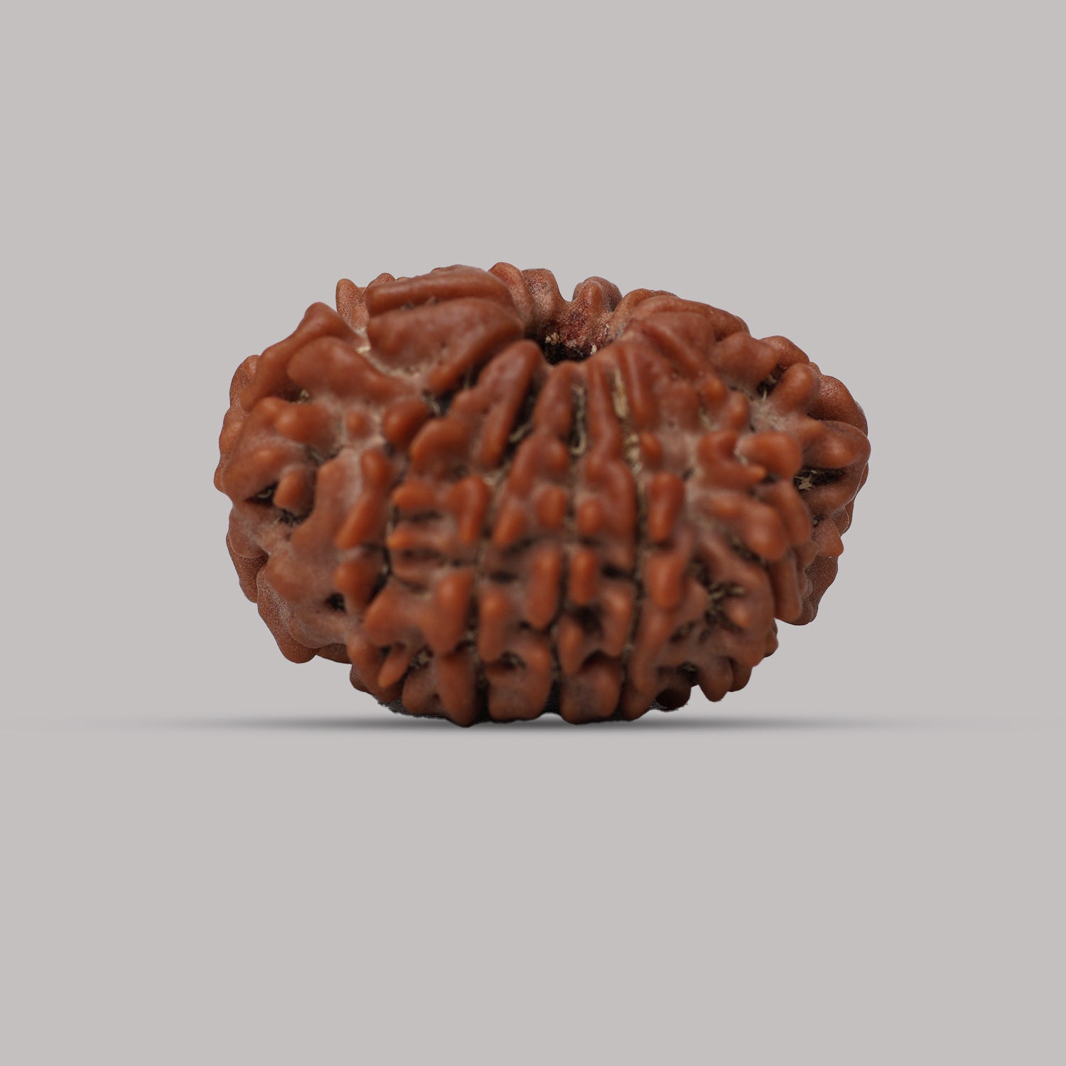 12 Mukhi Rudraksha