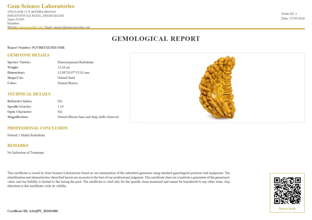Certified Natural 1 Mukhi Rudraksha - Nepal Origin