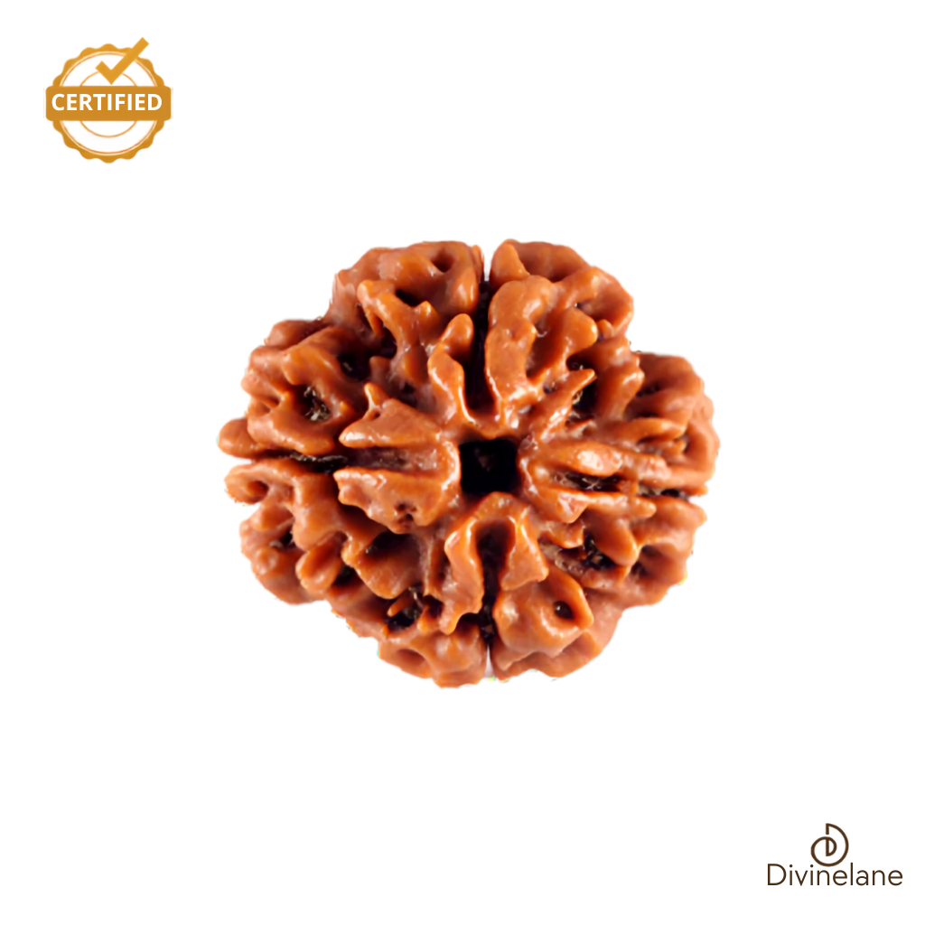 4 Mukhi Rudraksha (Nepali)