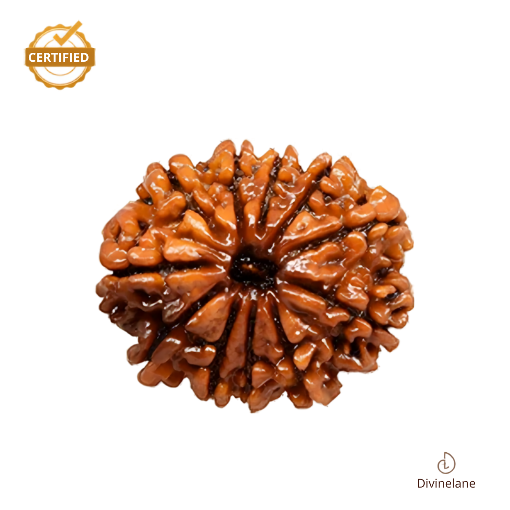 11 Mukhi Rudraksha (Nepali)