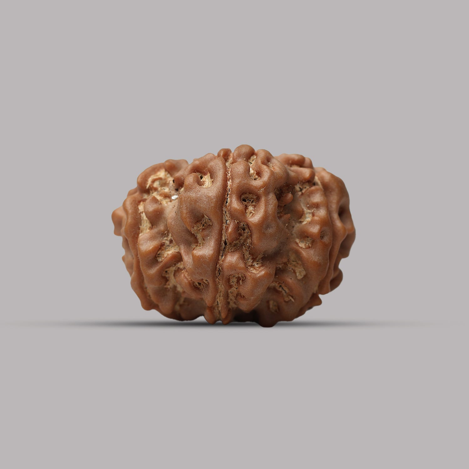 12 Mukhi Rudraksha