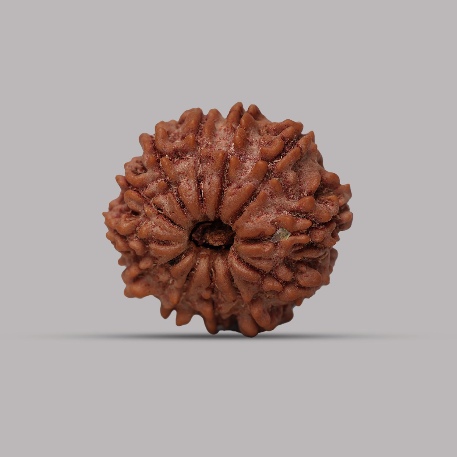 12 Mukhi Rudraksha