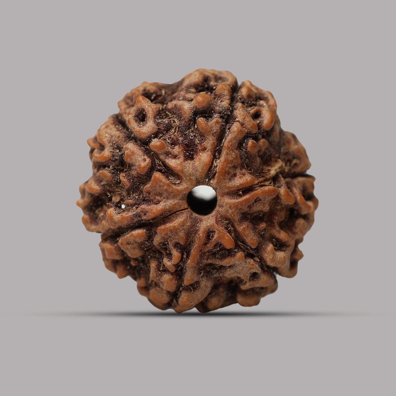 6 Mukhi Rudraksha