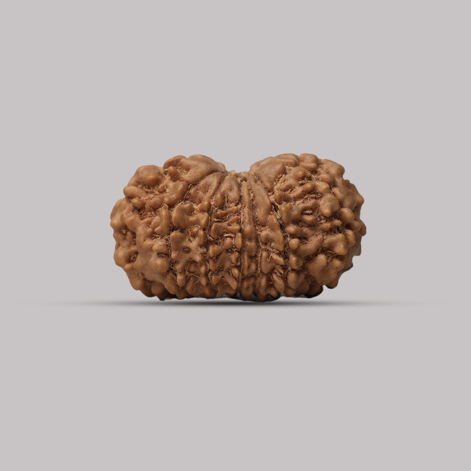 13 Mukhi Rudraksha