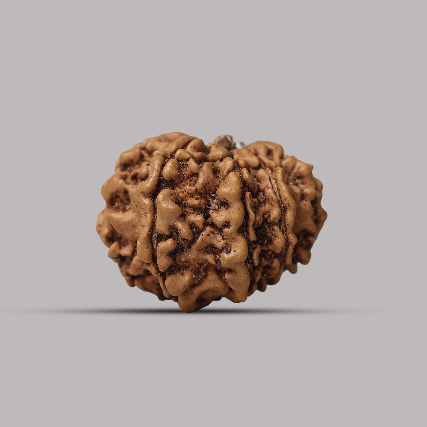 11 Mukhi Rudraksha