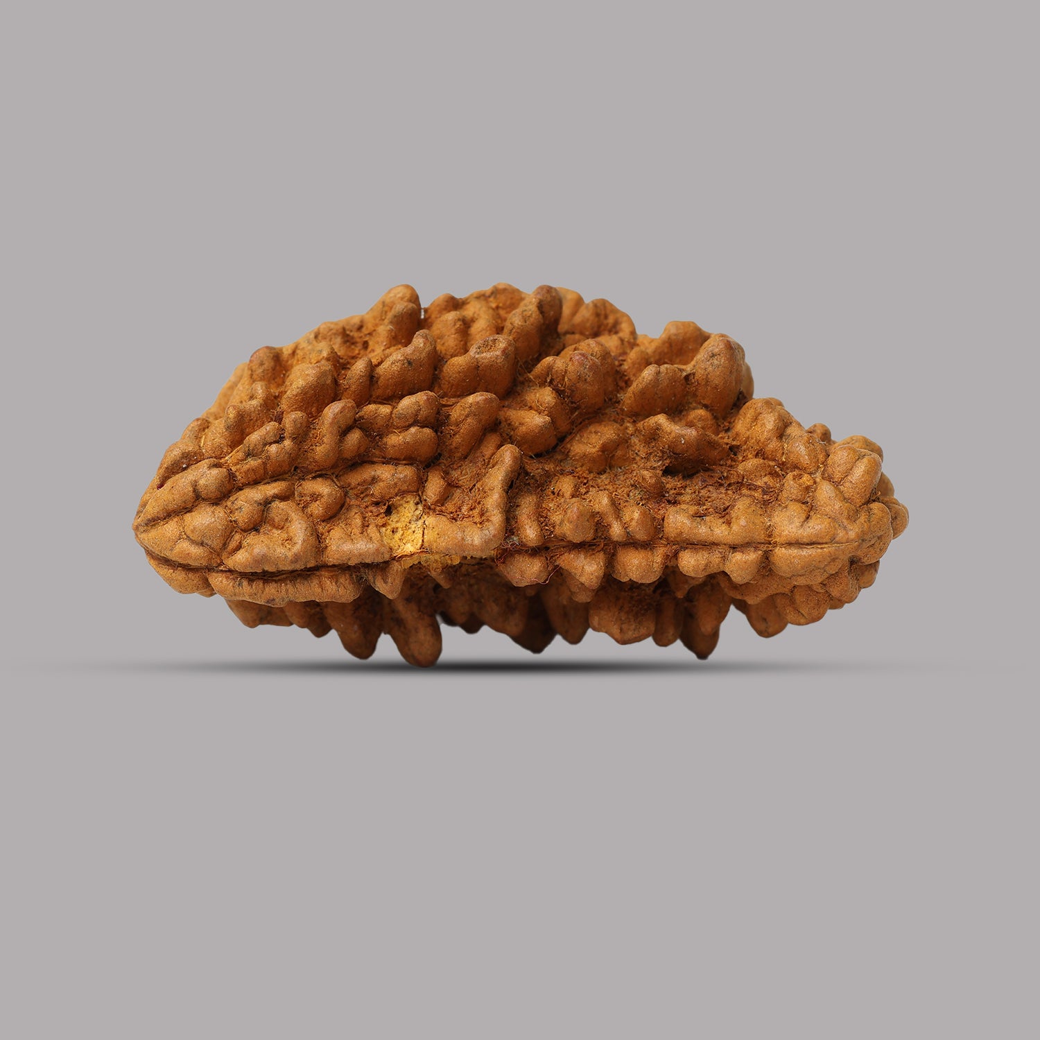 1 Mukhi Rudraksha 1.74